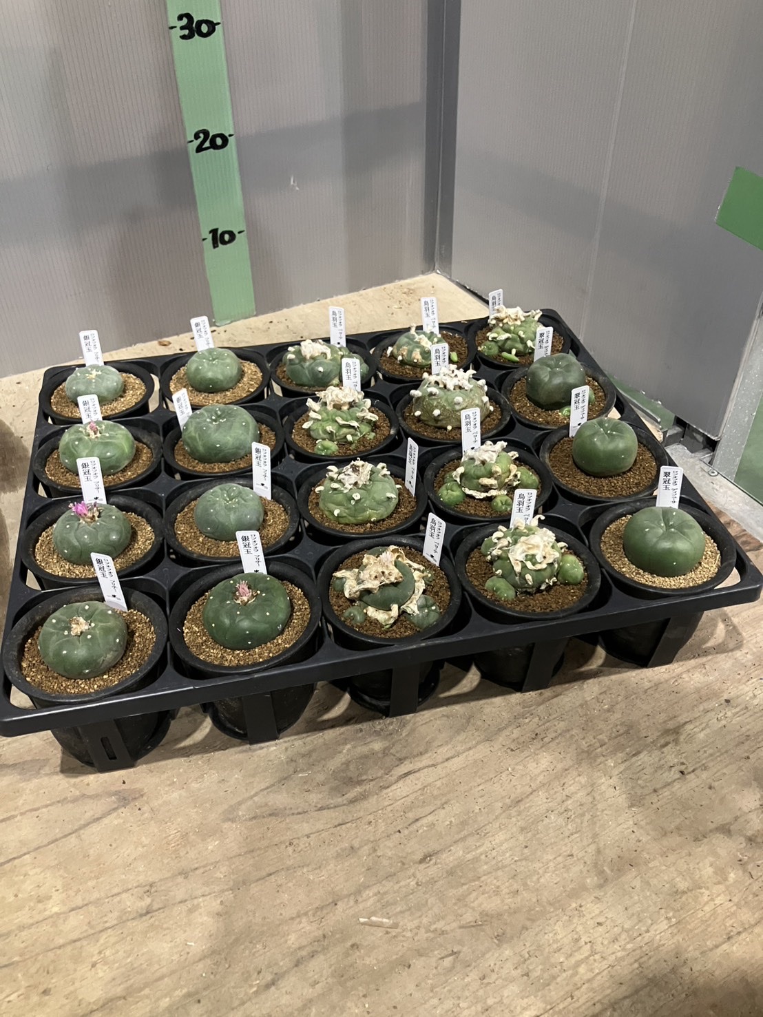 ロフォフォラ MIX 3号