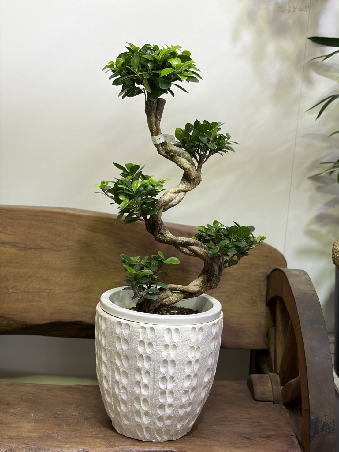 ガジュマル S字 7号 陶器鉢植え お客様専用ページ