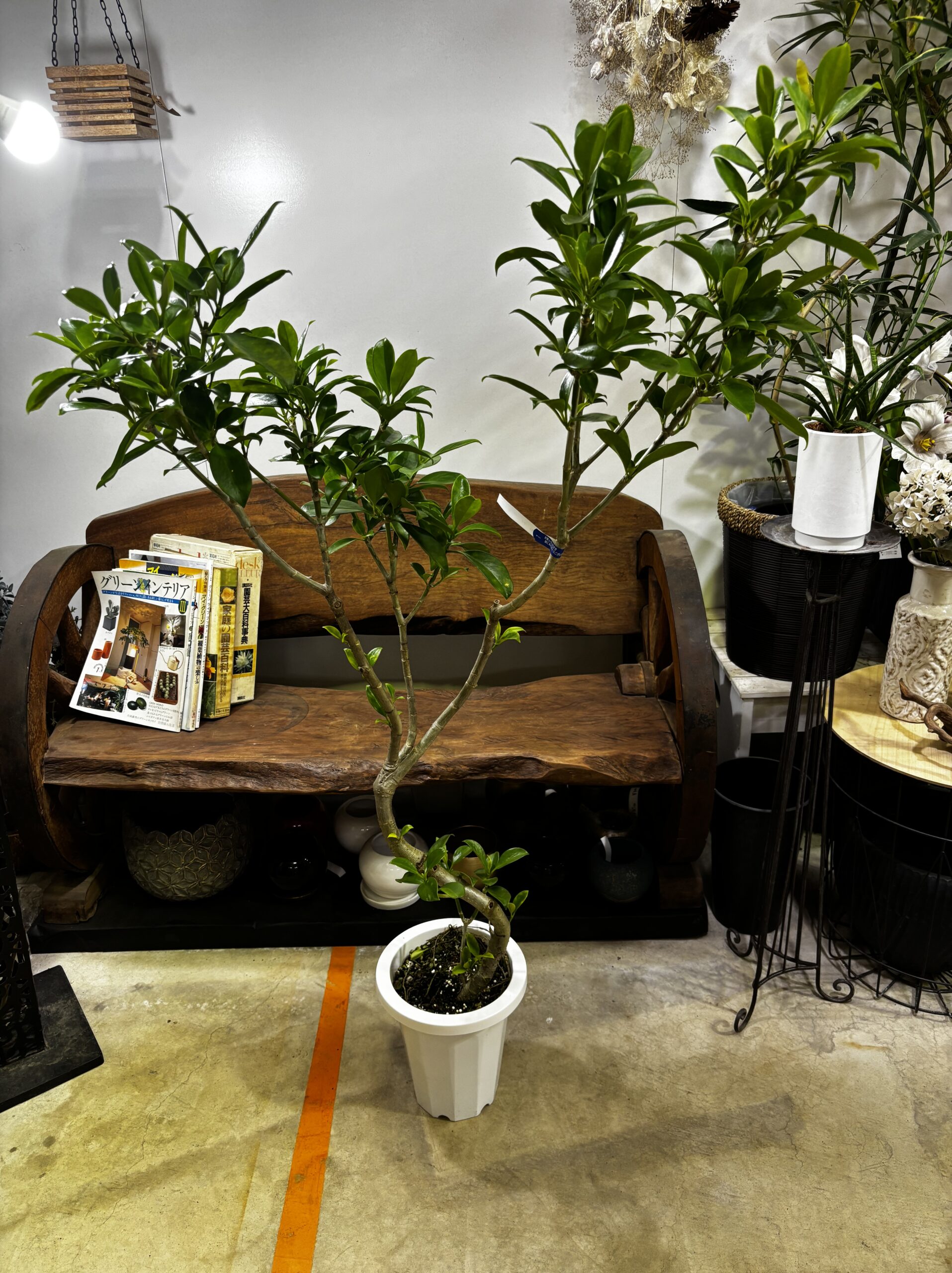 ファグラエア 朴 7号