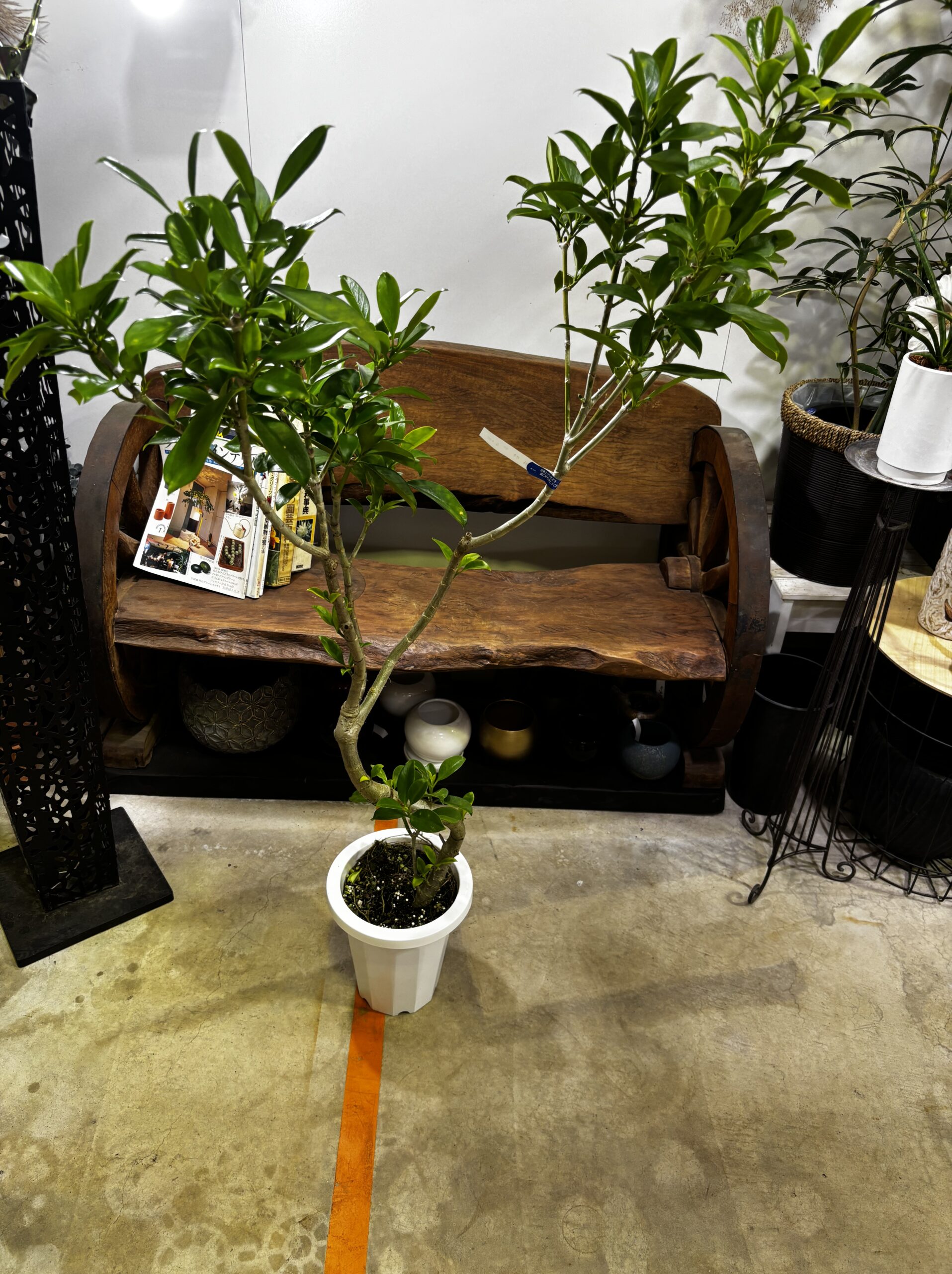 ファグラエア　朴　7号 - 画像 (2)