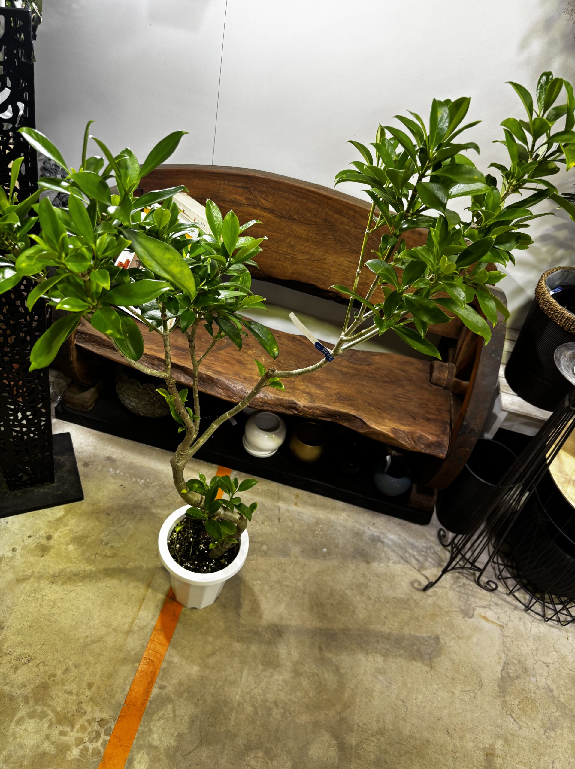 ファグラエア　朴　7号 - 画像 (3)