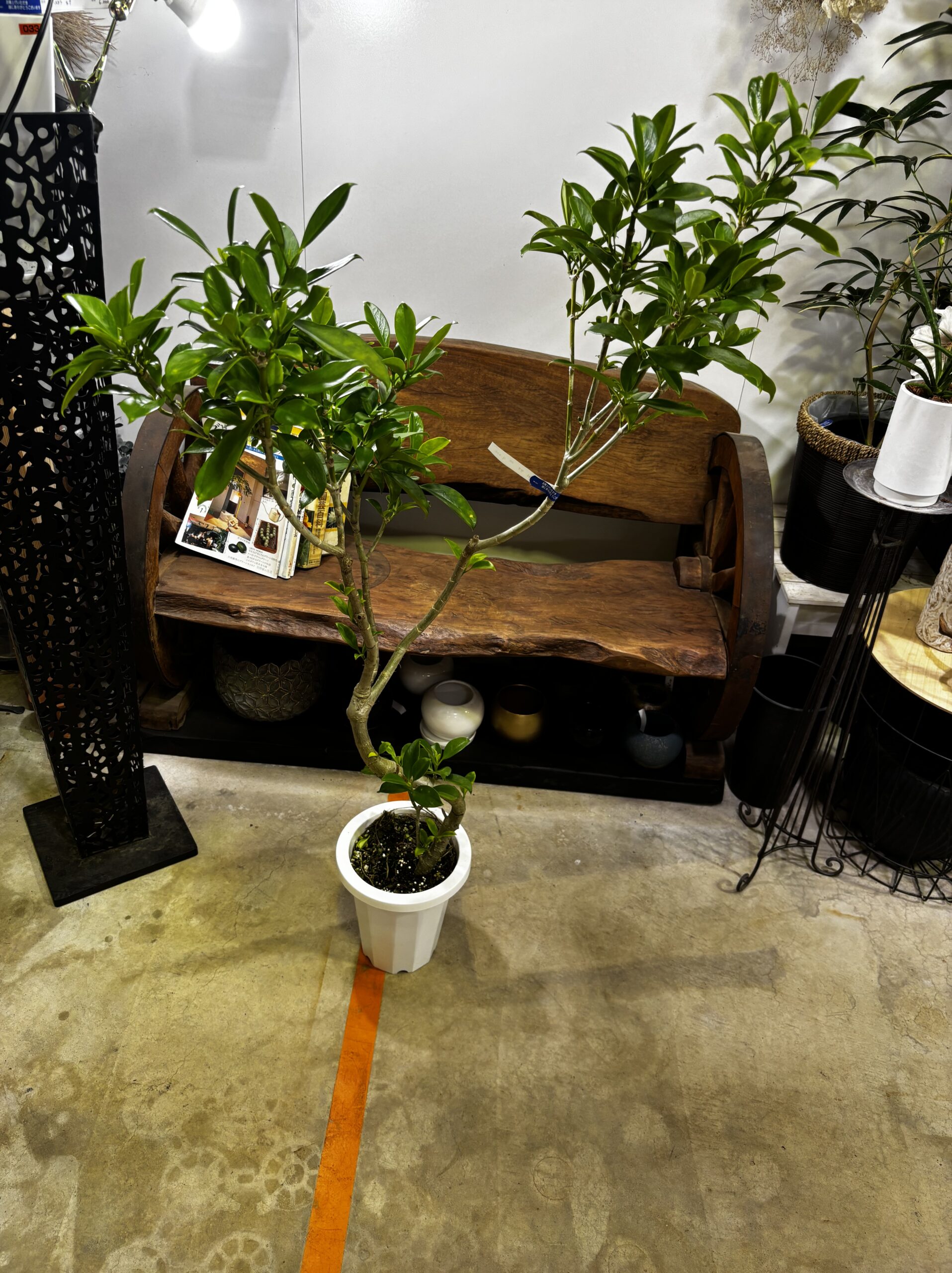 ファグラエア　朴　7号 - 画像 (4)