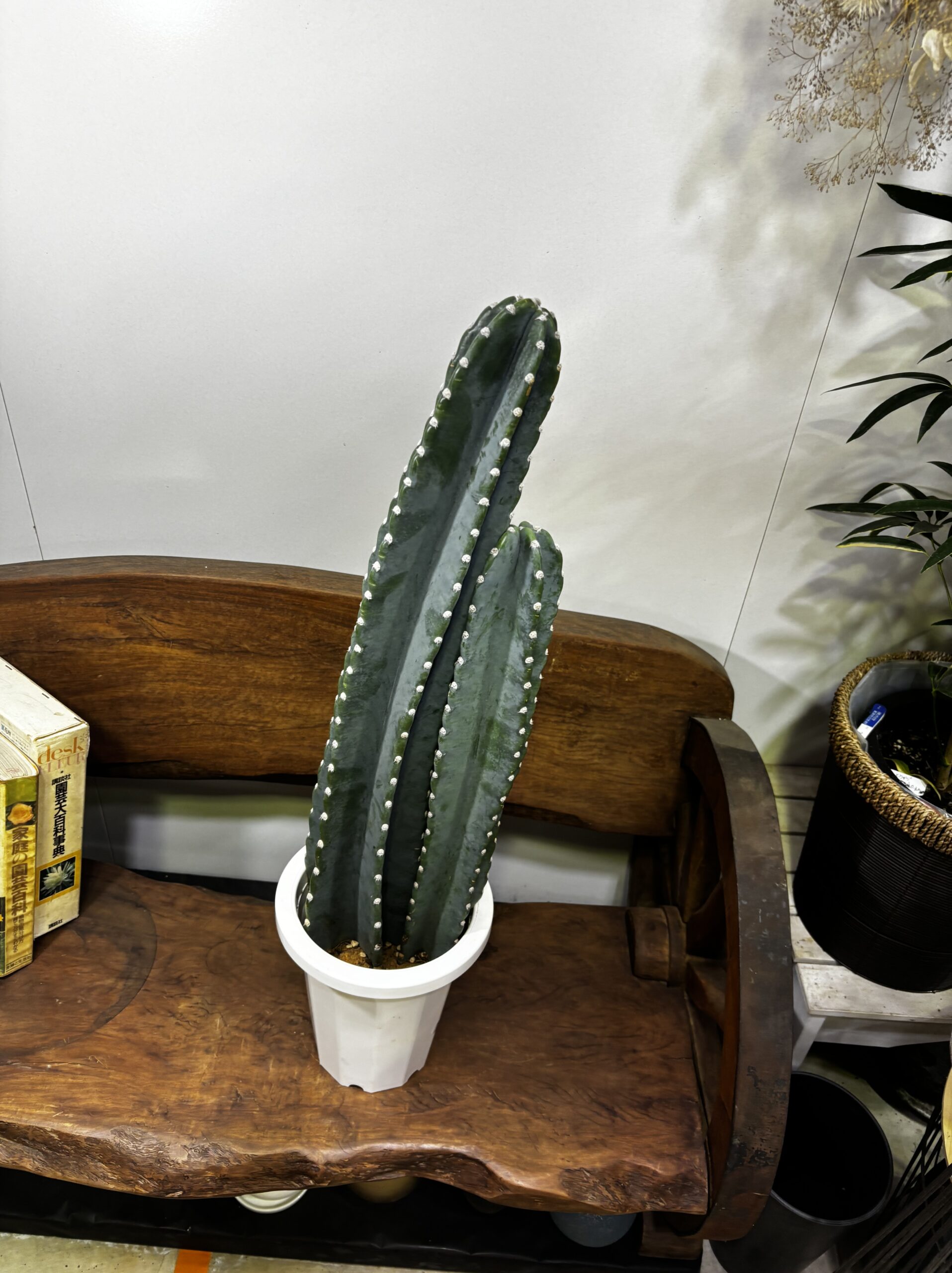 柱サボテン　2本立/3本立 - 画像 (8)