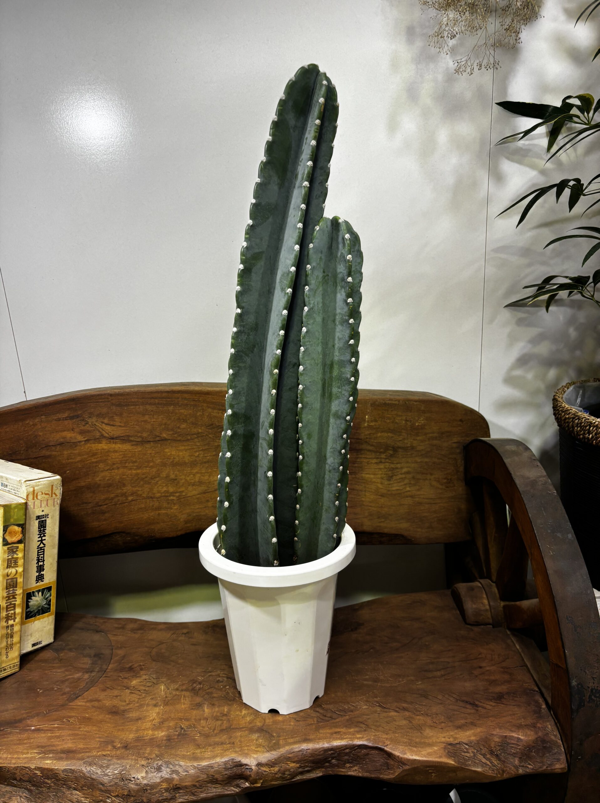 柱サボテン　2本立/3本立 - 画像 (9)