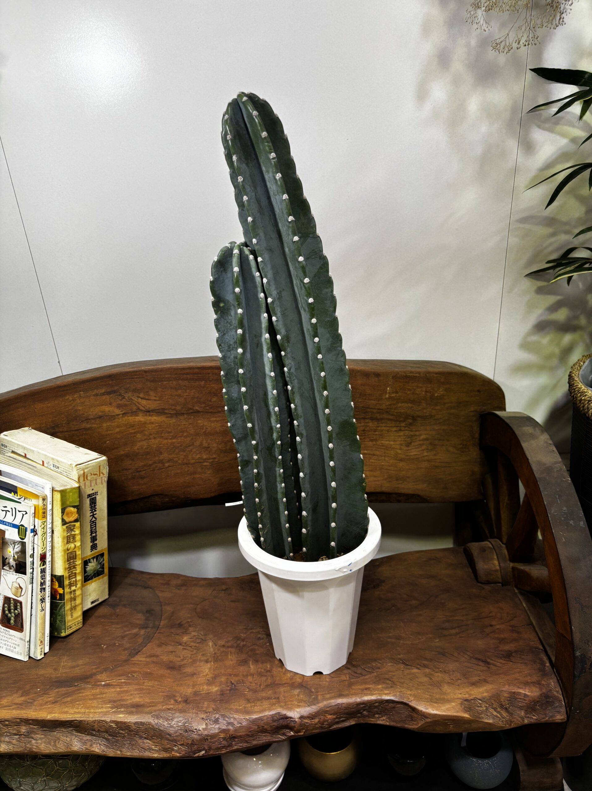 柱サボテン　2本立/3本立 - 画像 (10)