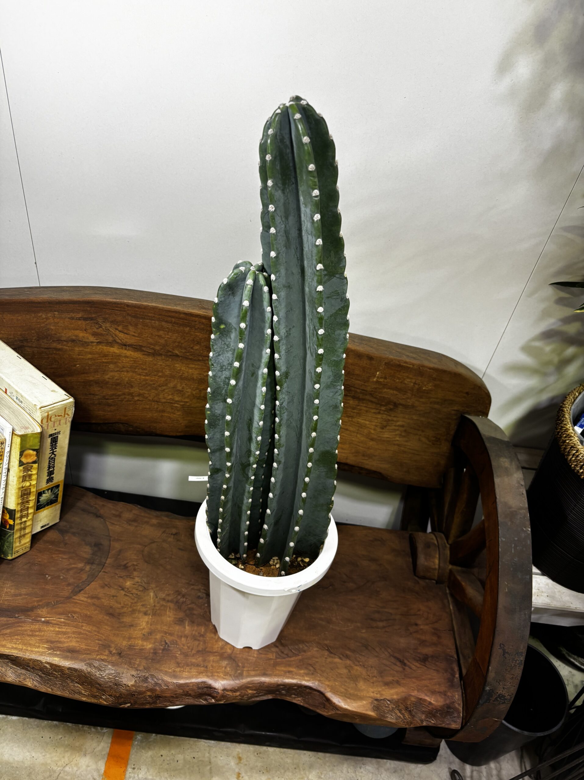 柱サボテン　2本立/3本立 - 画像 (11)