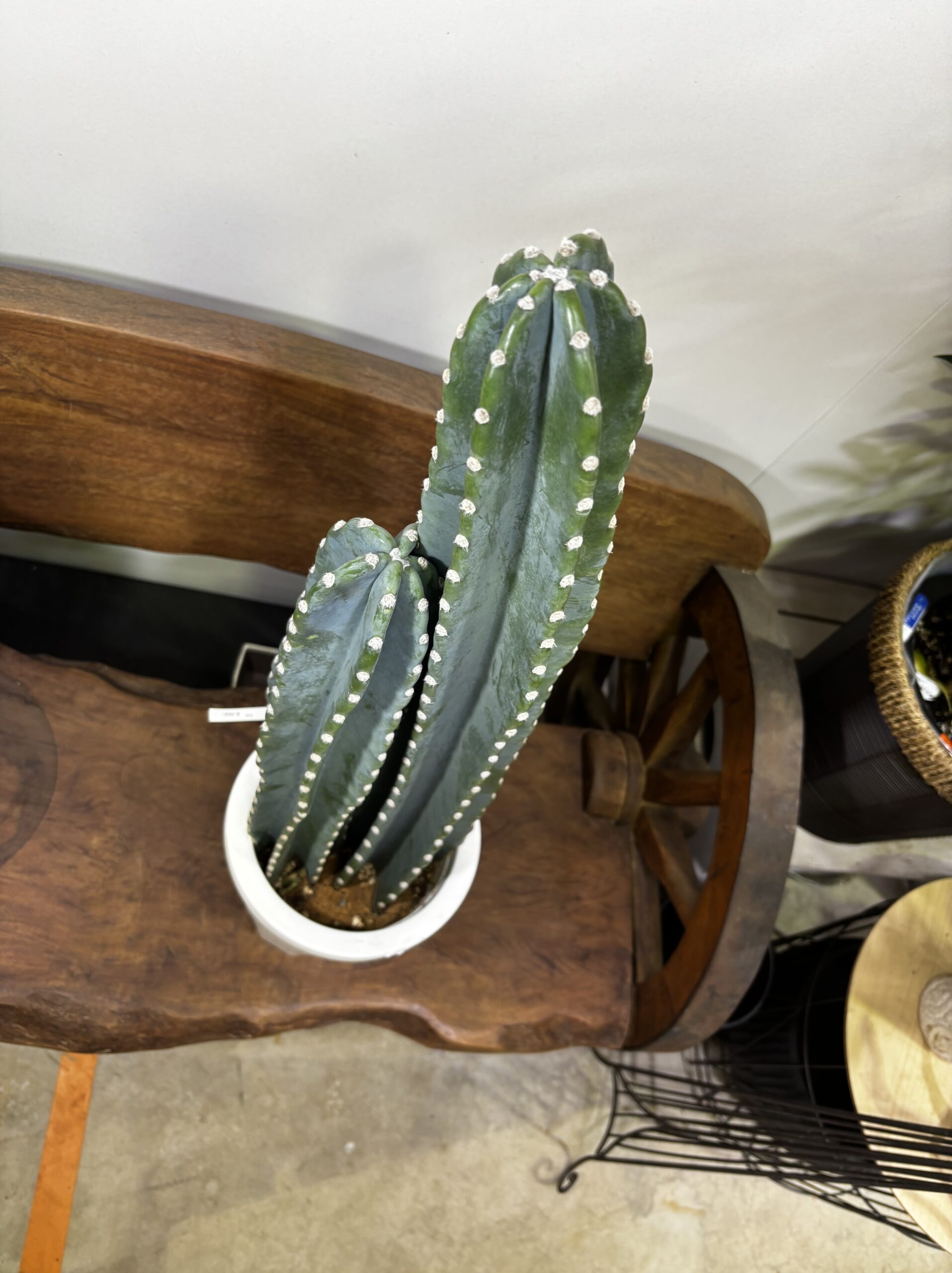 柱サボテン　2本立/3本立 - 画像 (12)