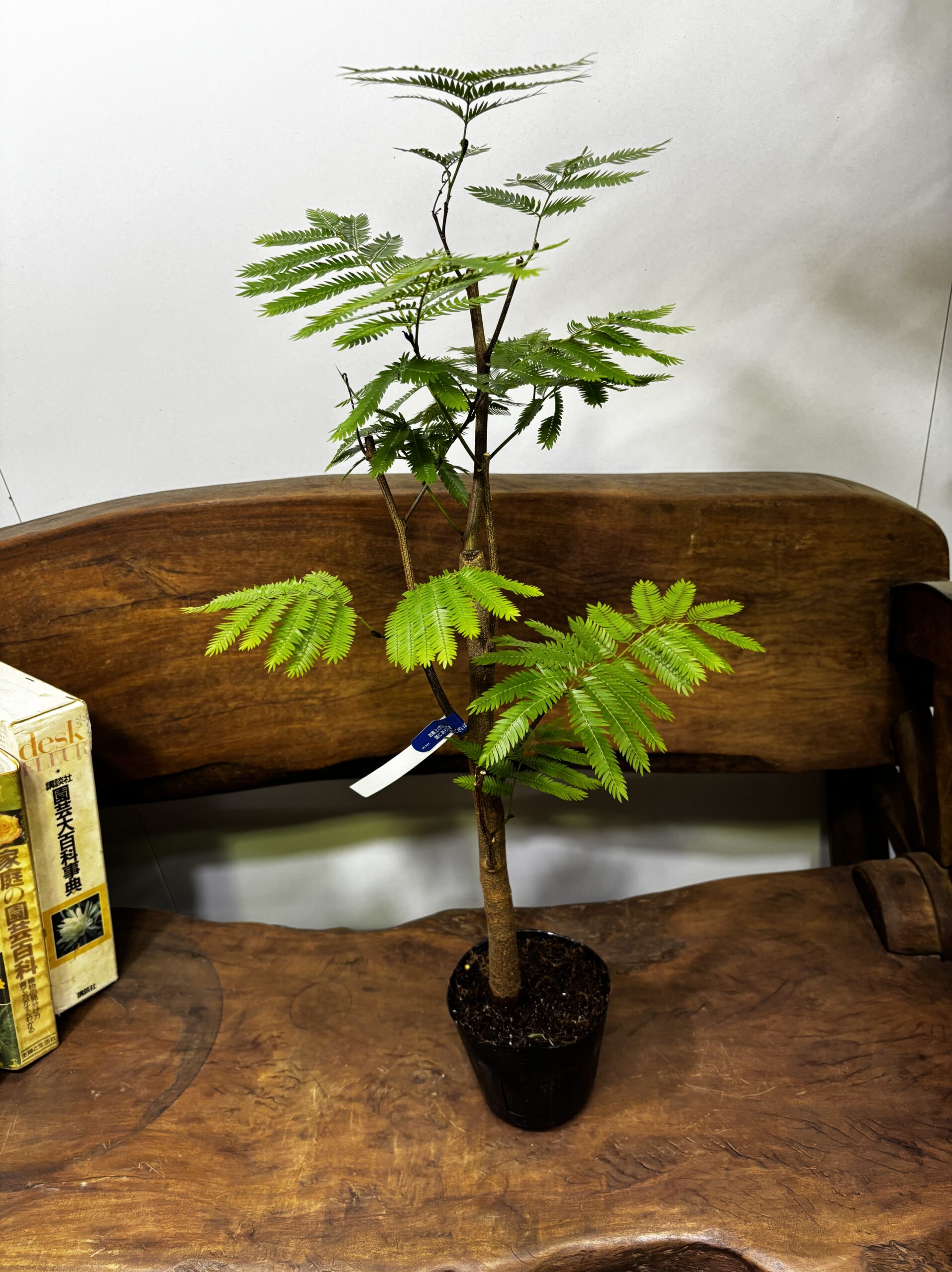 エバーフレッシュ　 - 画像 (9)