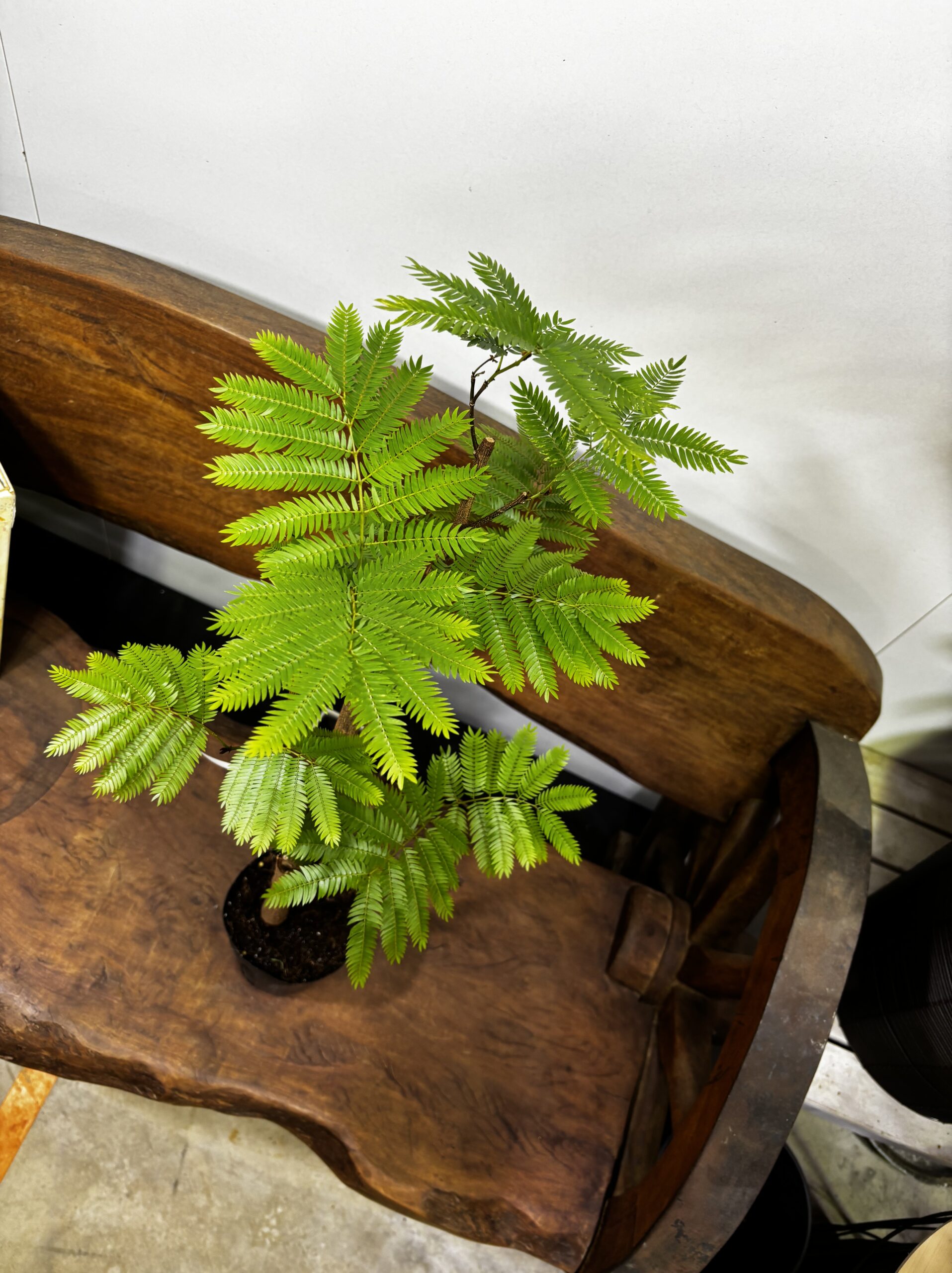 エバーフレッシュ　 - 画像 (8)