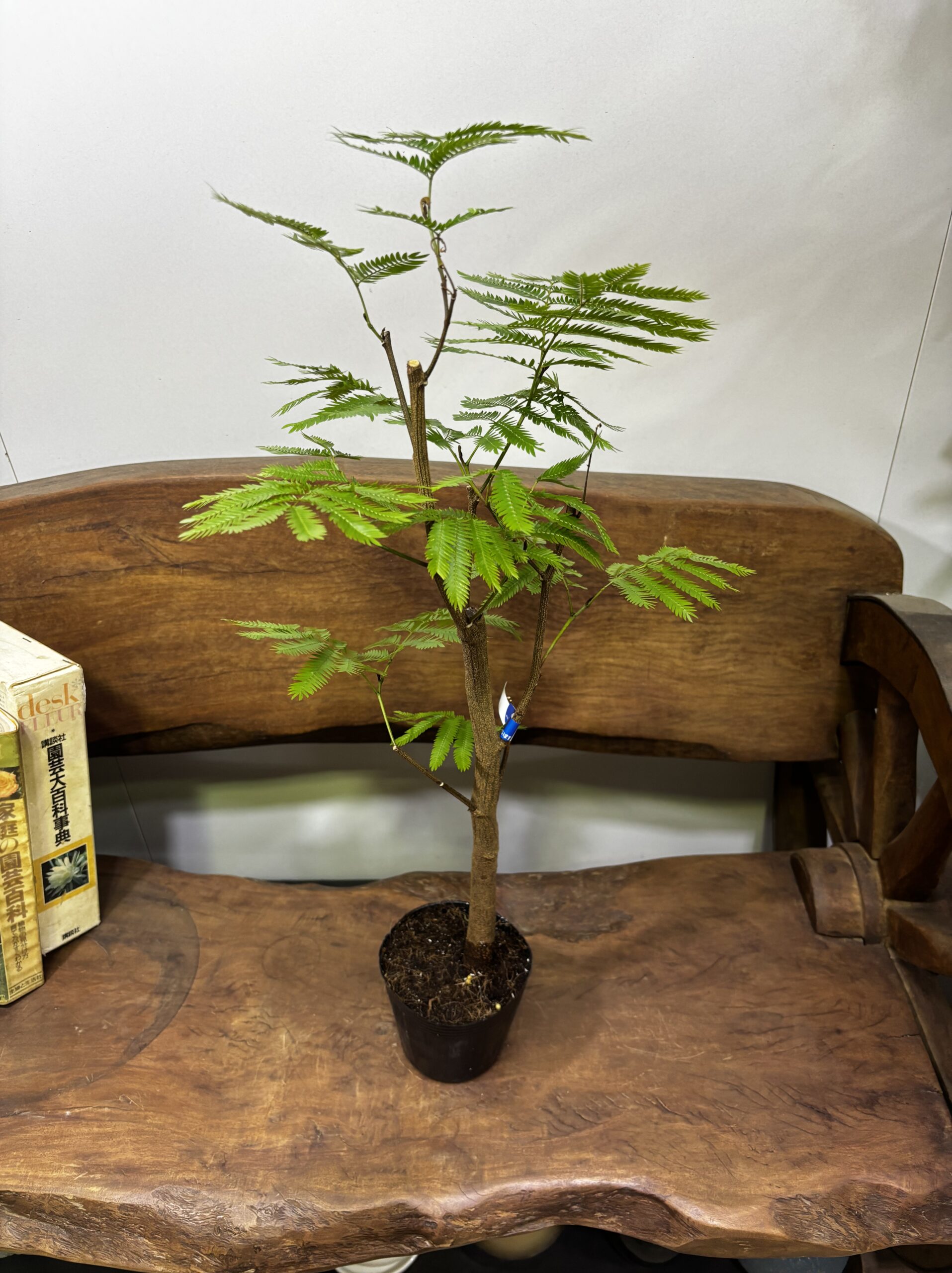 エバーフレッシュ　 - 画像 (7)