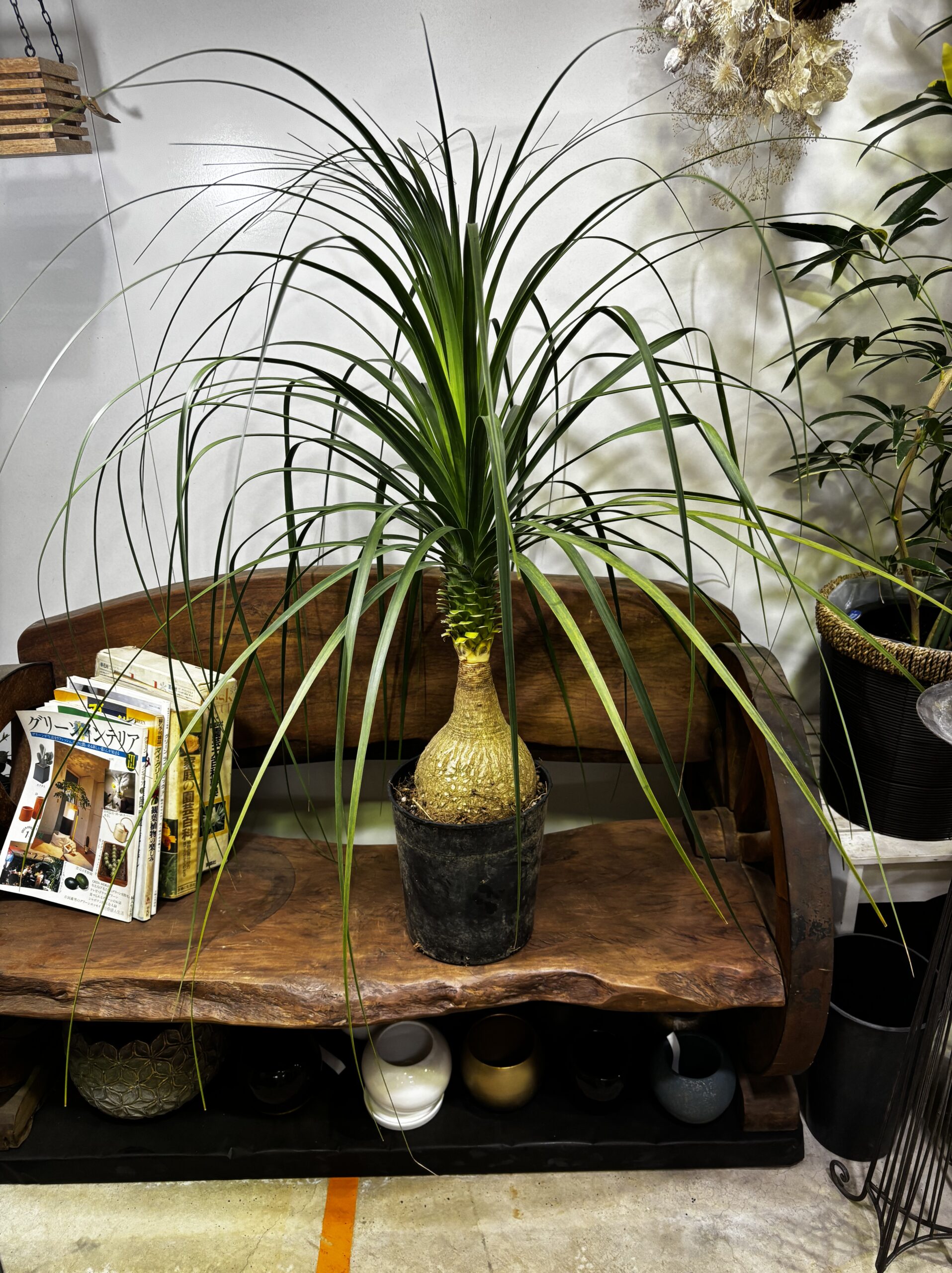 ノリナ　トックリラン - 画像 (6)