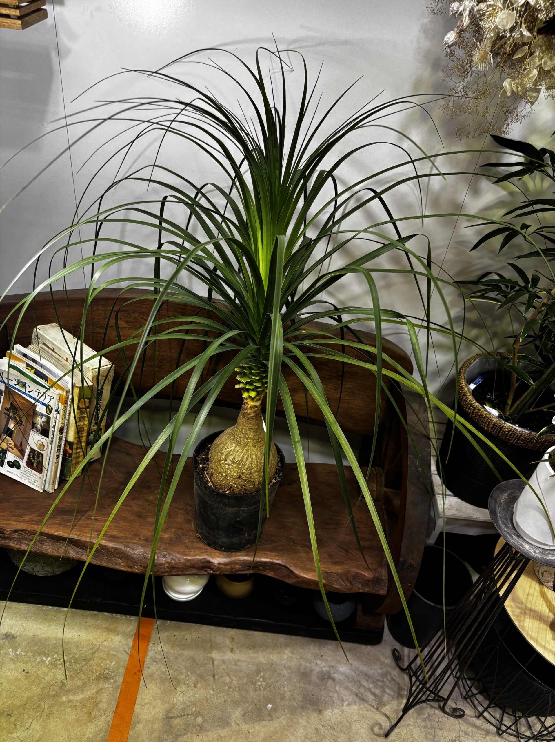 ノリナ　トックリラン - 画像 (7)