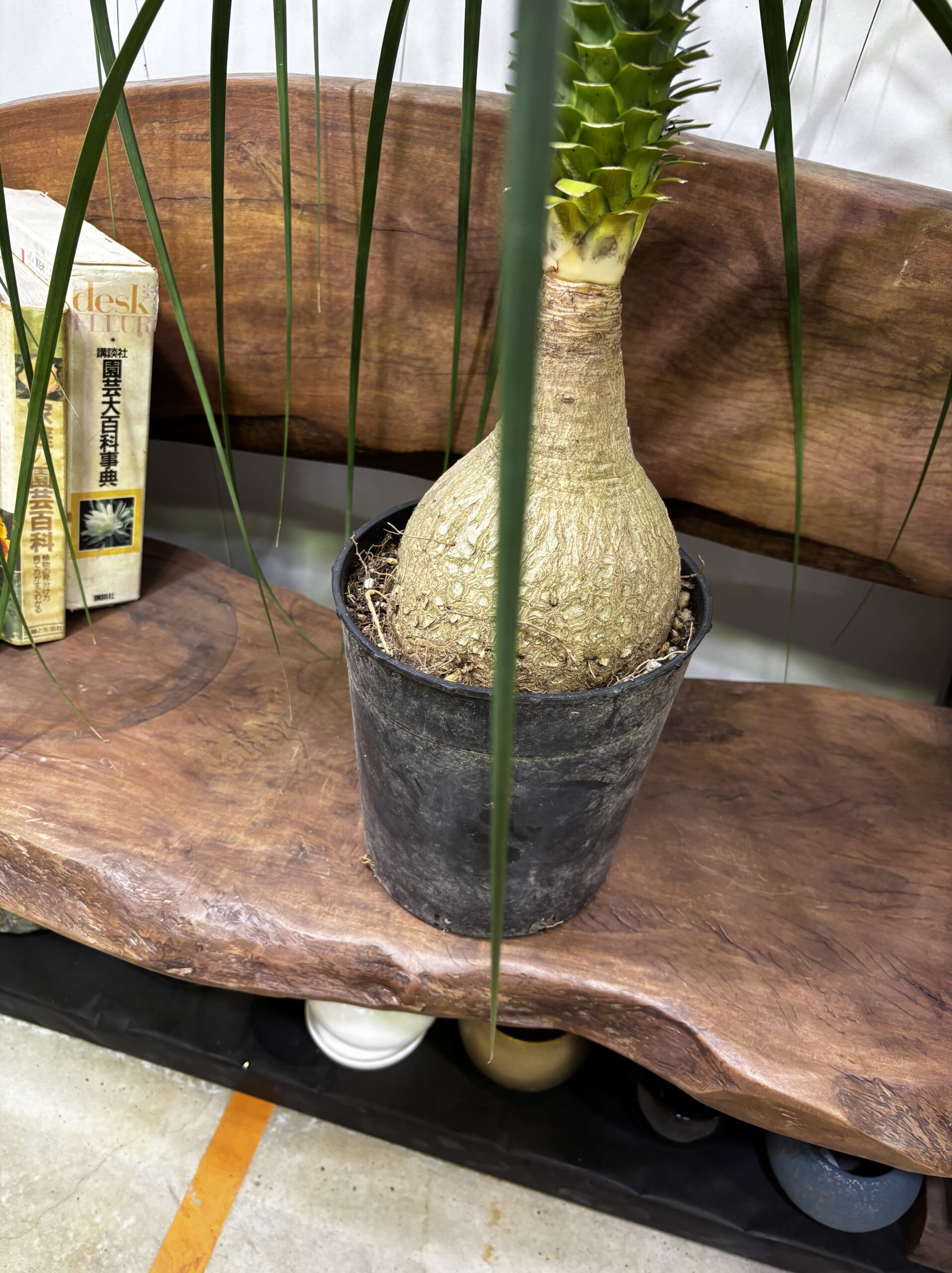 ノリナ　トックリラン - 画像 (8)