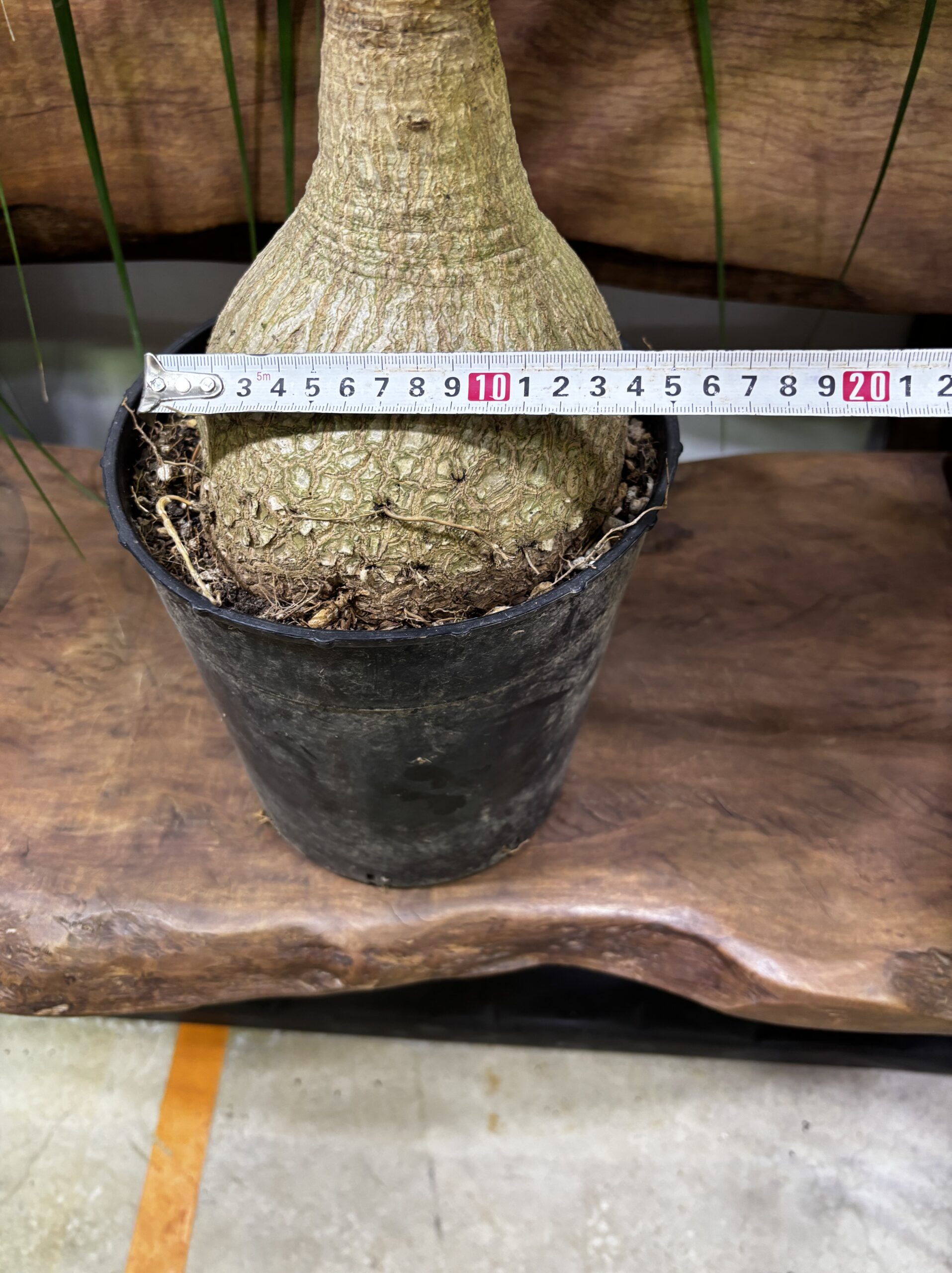 ノリナ　トックリラン - 画像 (9)