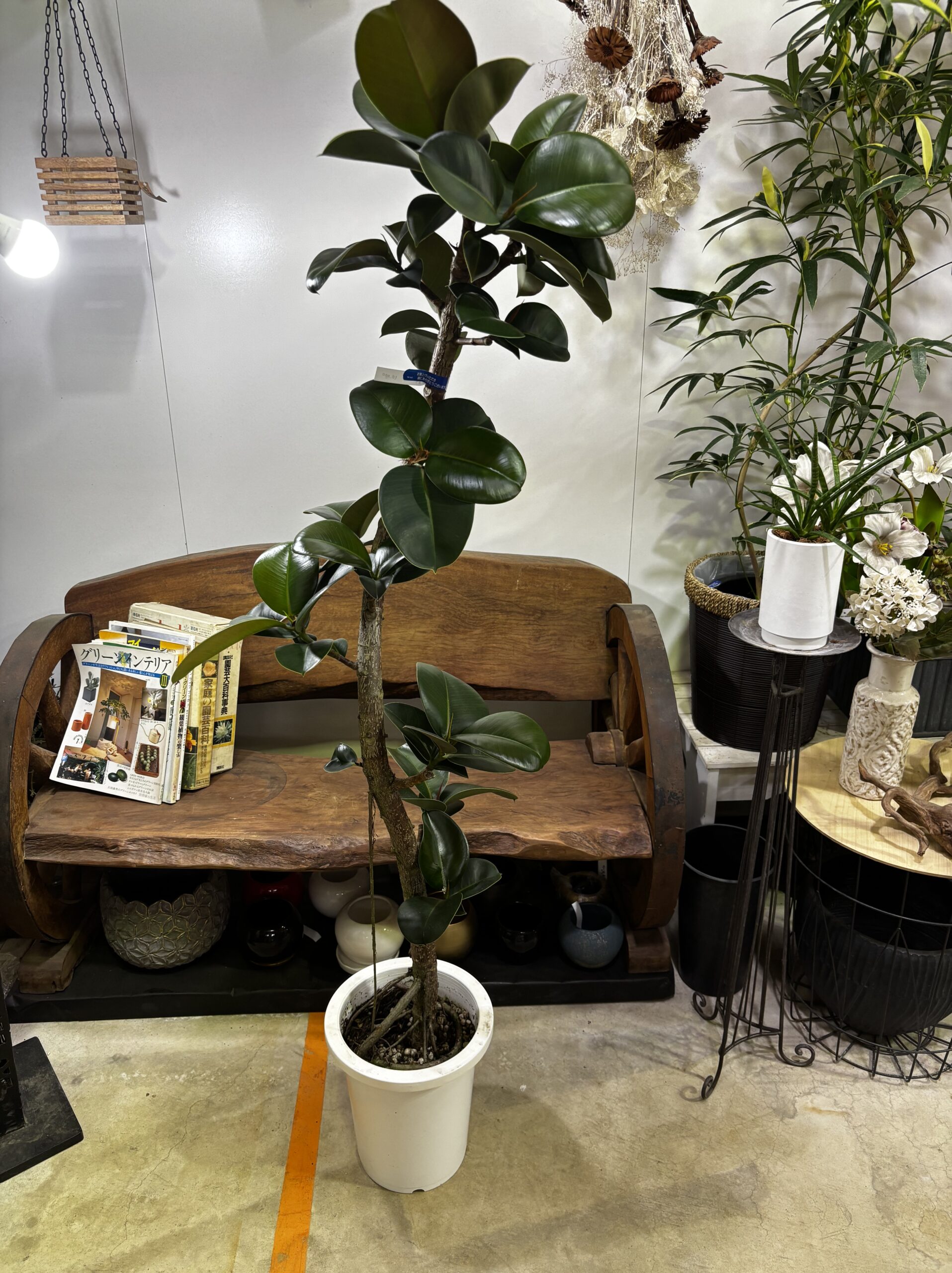 フィカス・ソフィア 8号