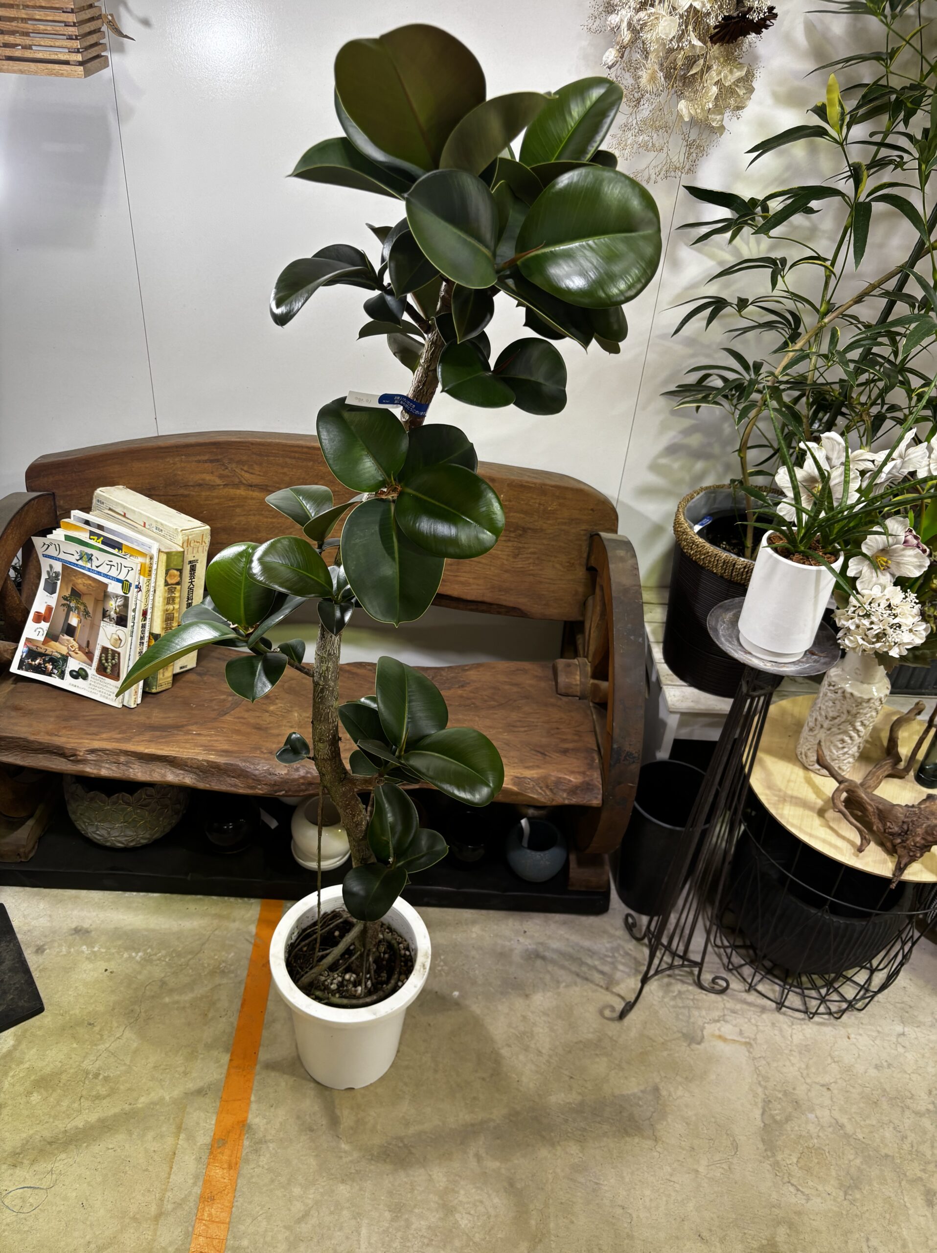 フィカス・ソフィア 8号 - 画像 (2)