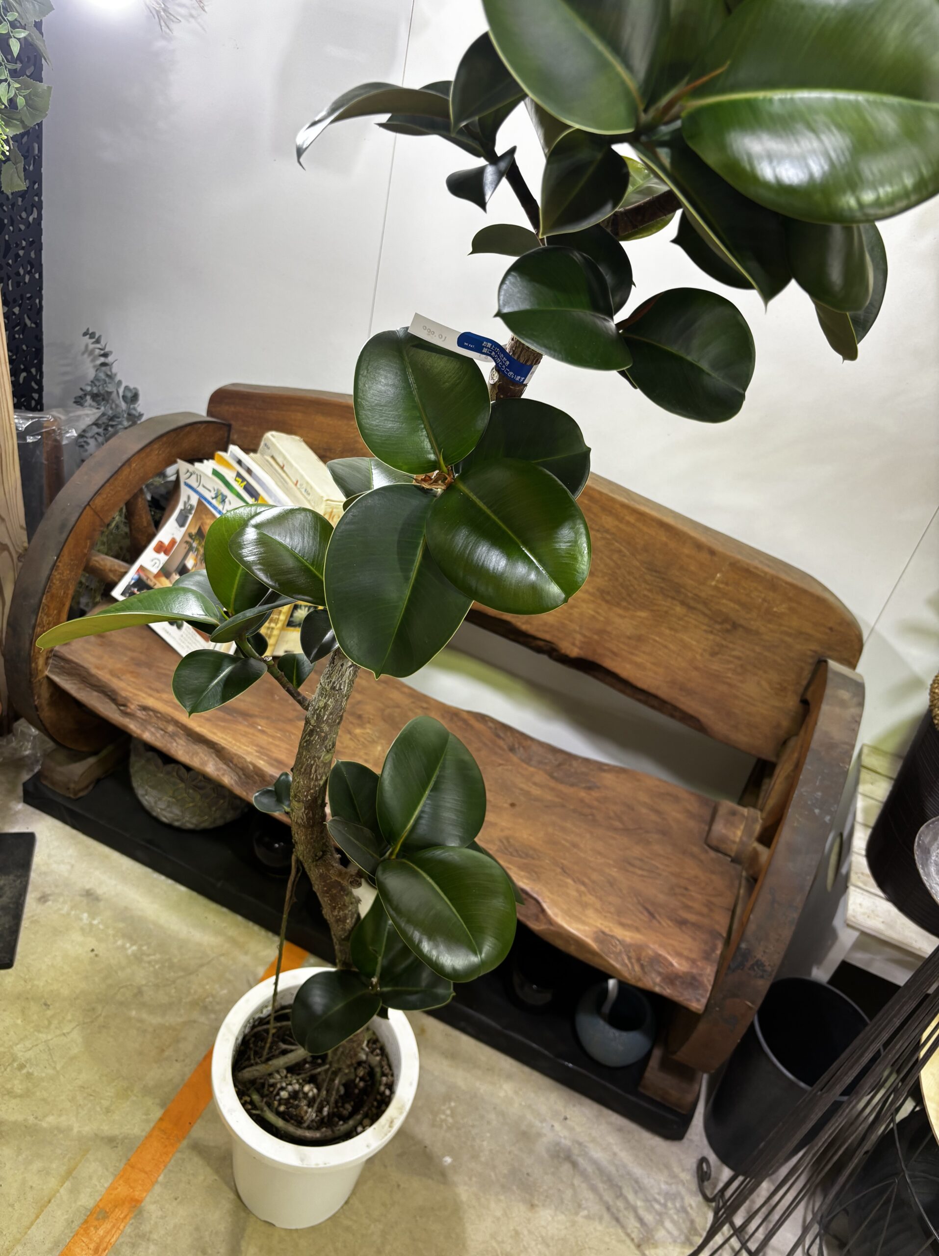 フィカス・ソフィア 8号 - 画像 (3)