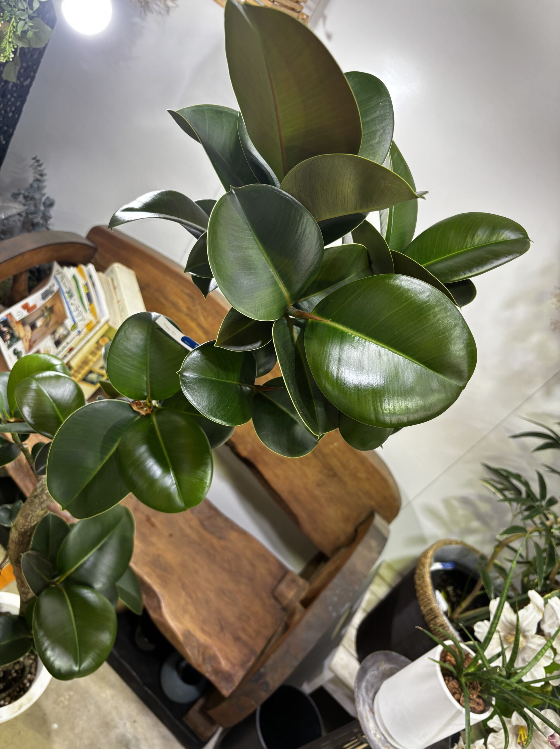 フィカス・ソフィア 8号 - 画像 (4)