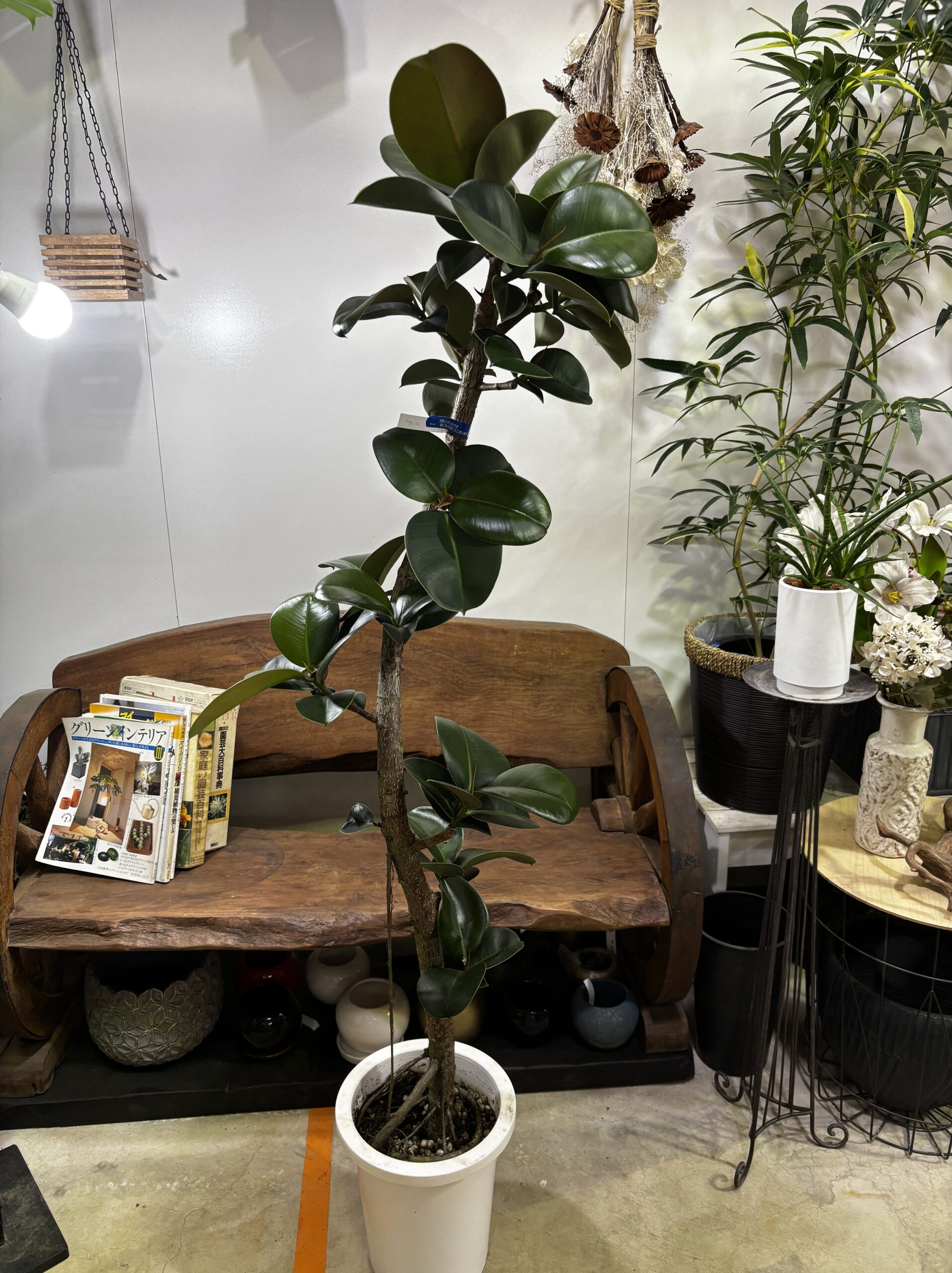 フィカス・ソフィア 8号 - 画像 (5)