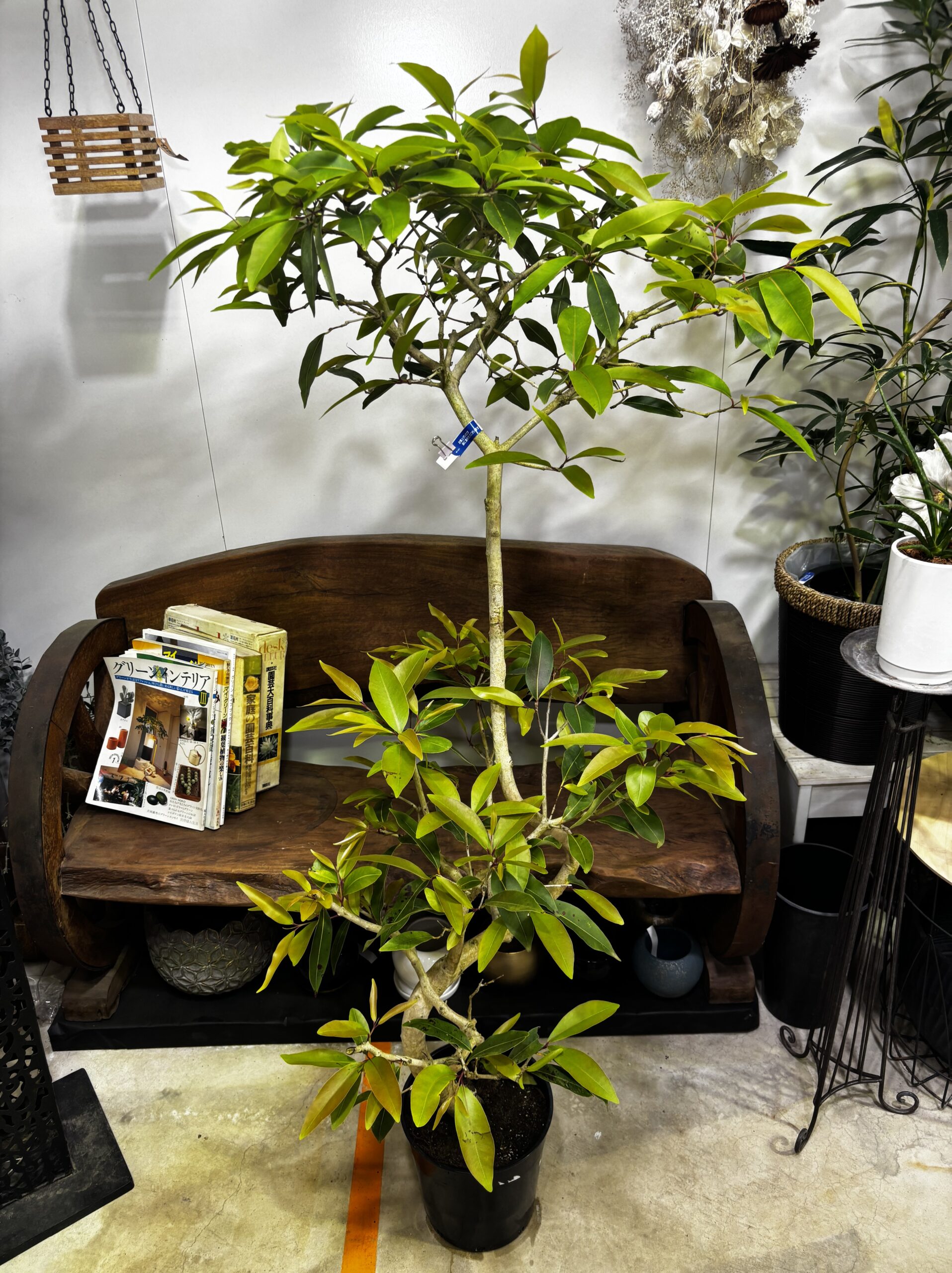 アマゾンオリーブ