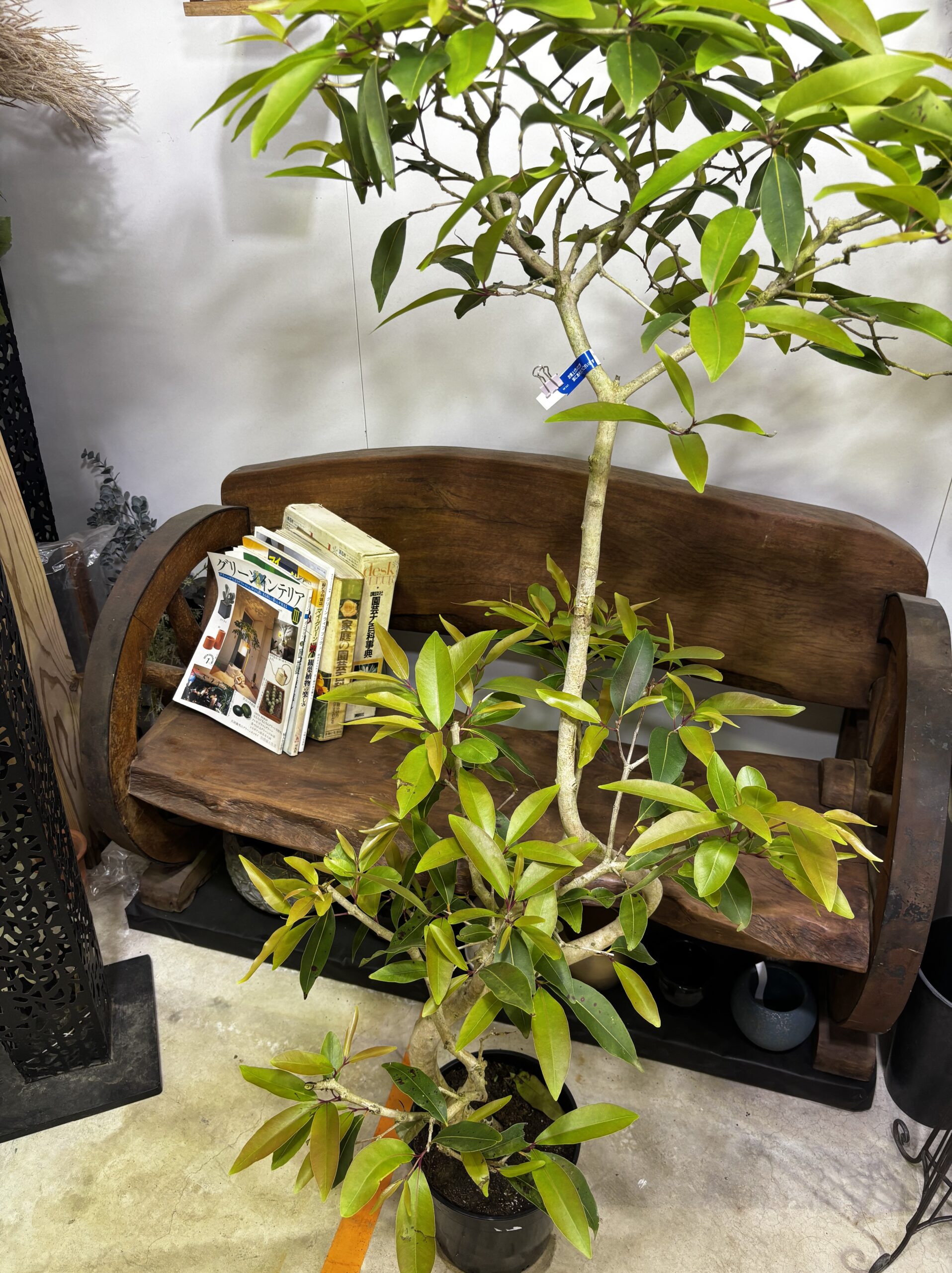 アマゾンオリーブ - 画像 (2)