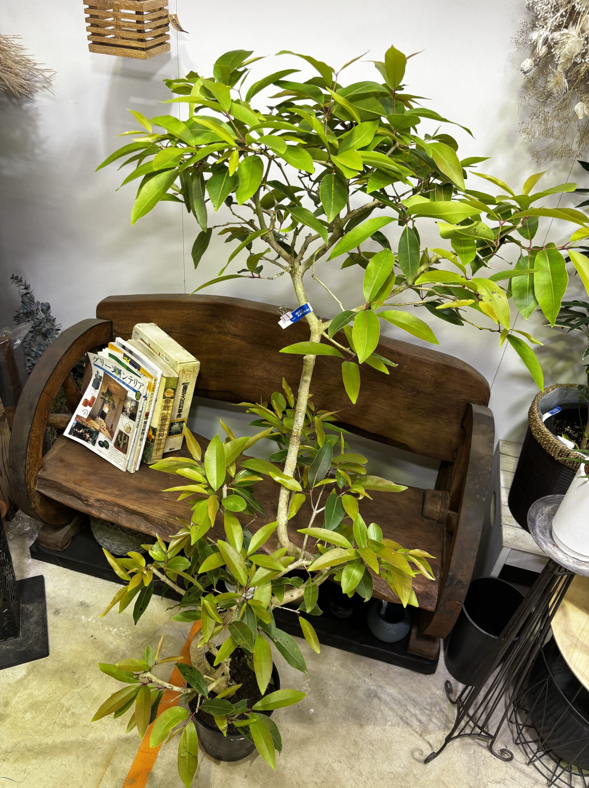 アマゾンオリーブ - 画像 (3)