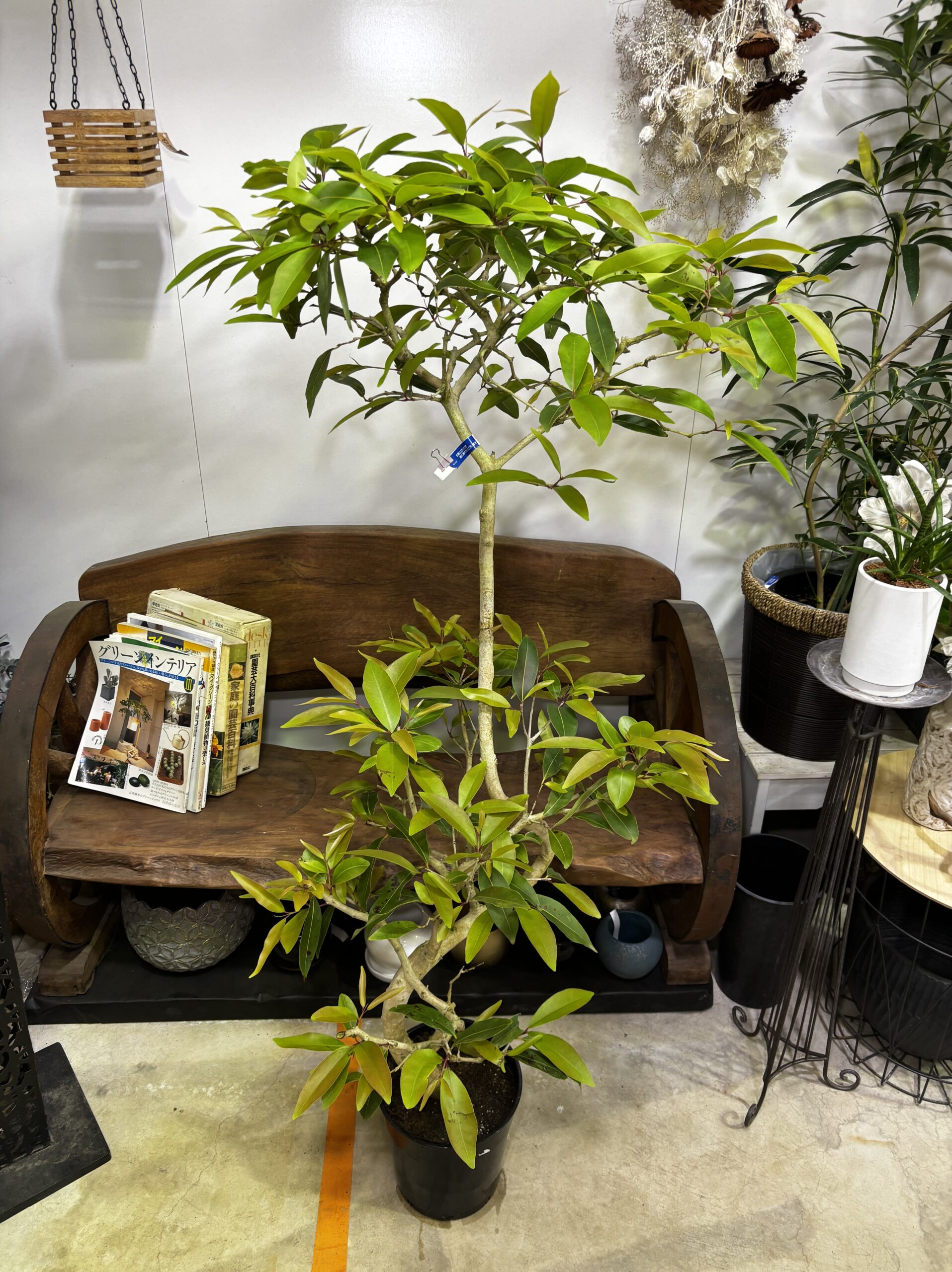 アマゾンオリーブ - 画像 (4)