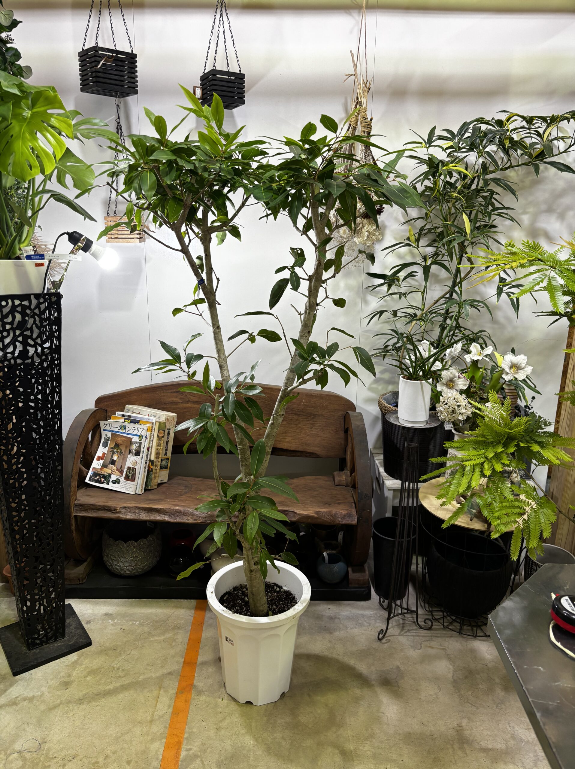 アマゾンオリーブ - 画像 (6)