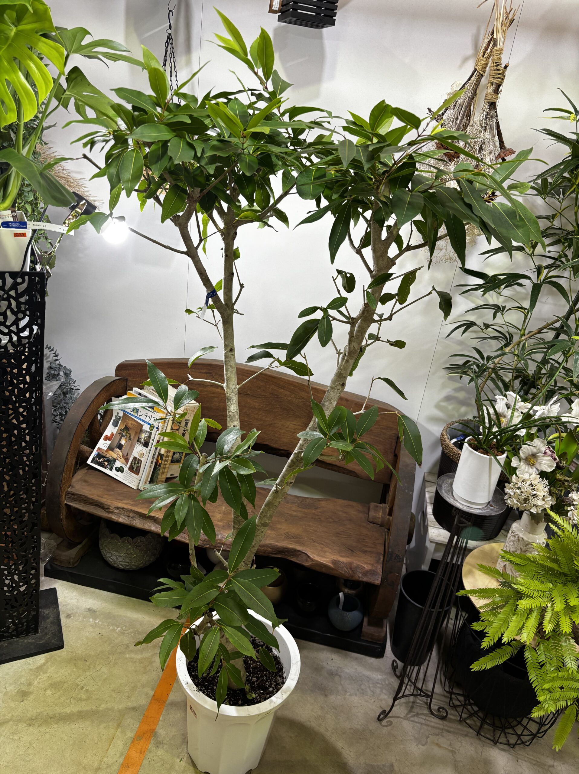 アマゾンオリーブ - 画像 (7)