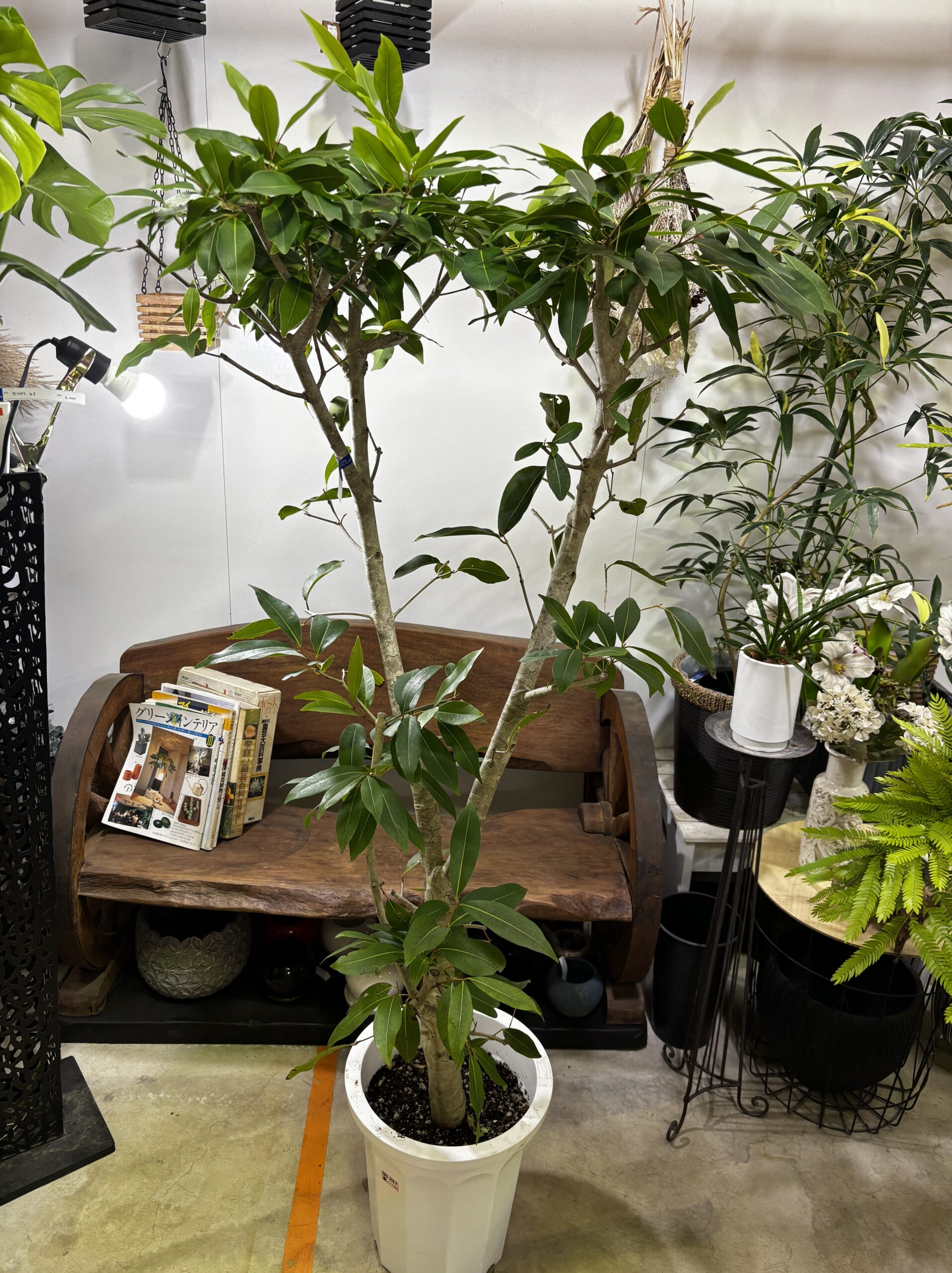 アマゾンオリーブ - 画像 (8)