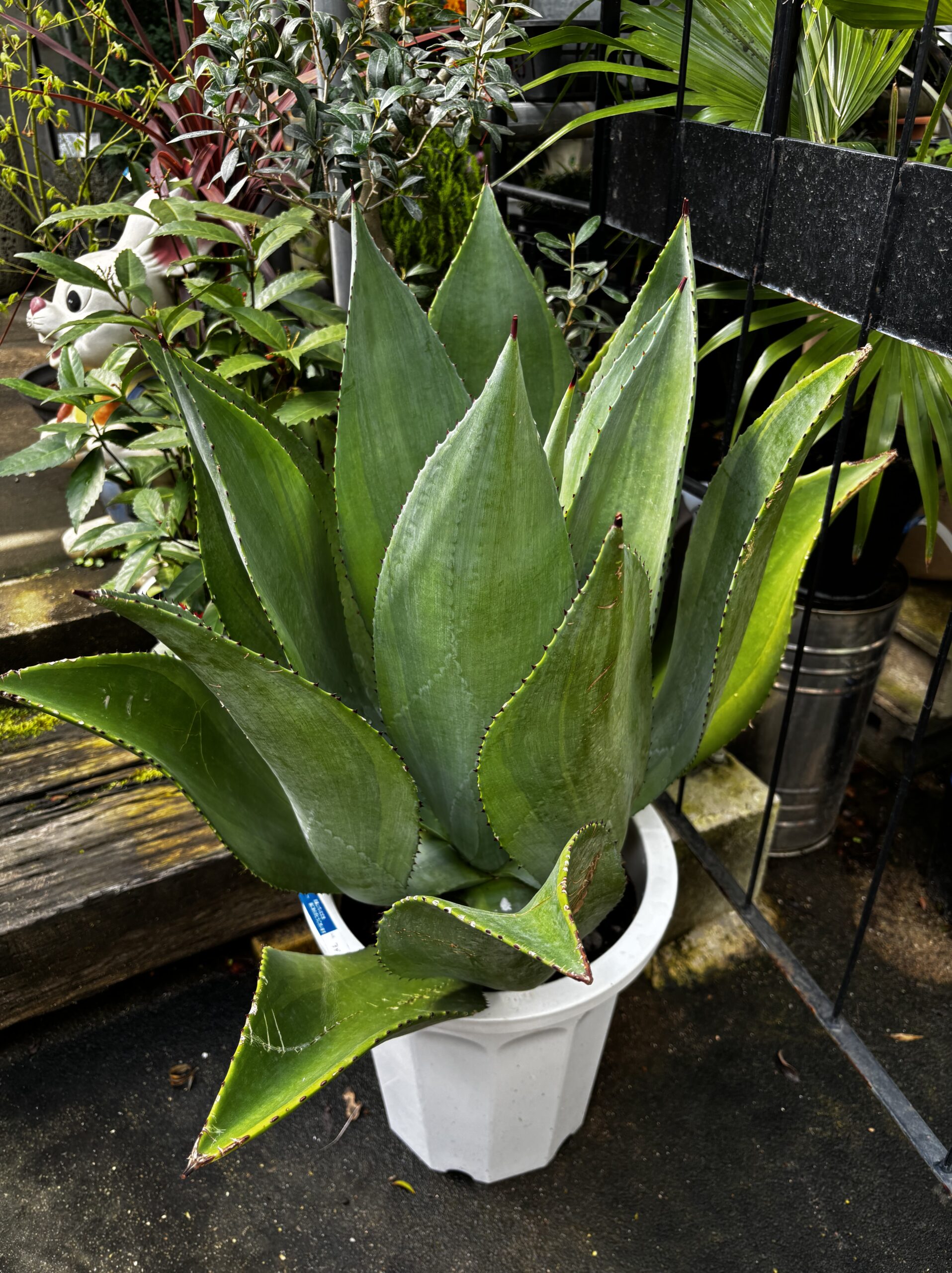 アガベ・ボッテリ 尺鉢 - 画像 (2)