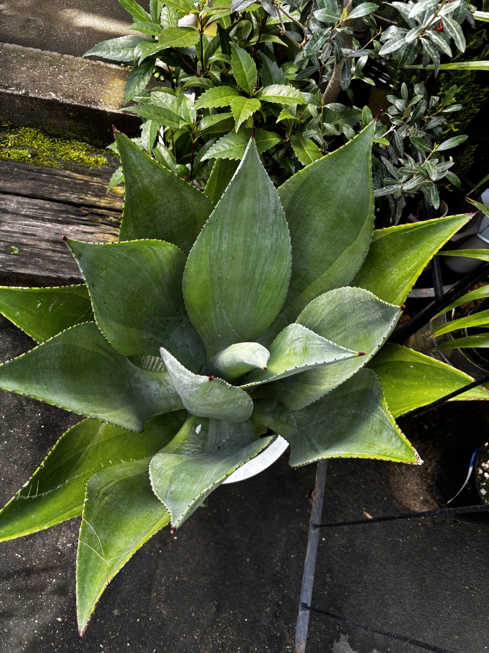 アガベ・ボッテリ 尺鉢