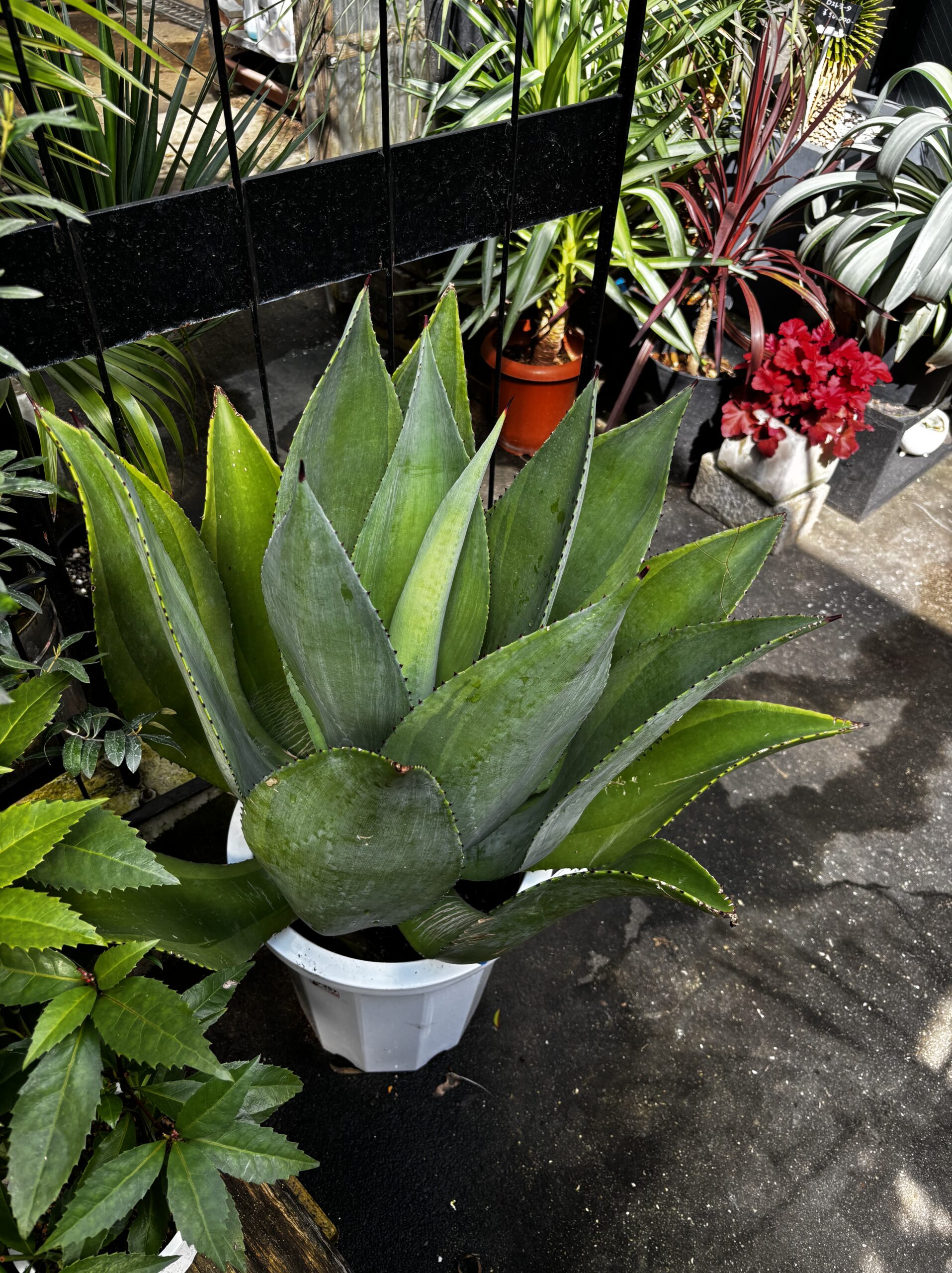 アガベ・ボッテリ 尺鉢 - 画像 (4)