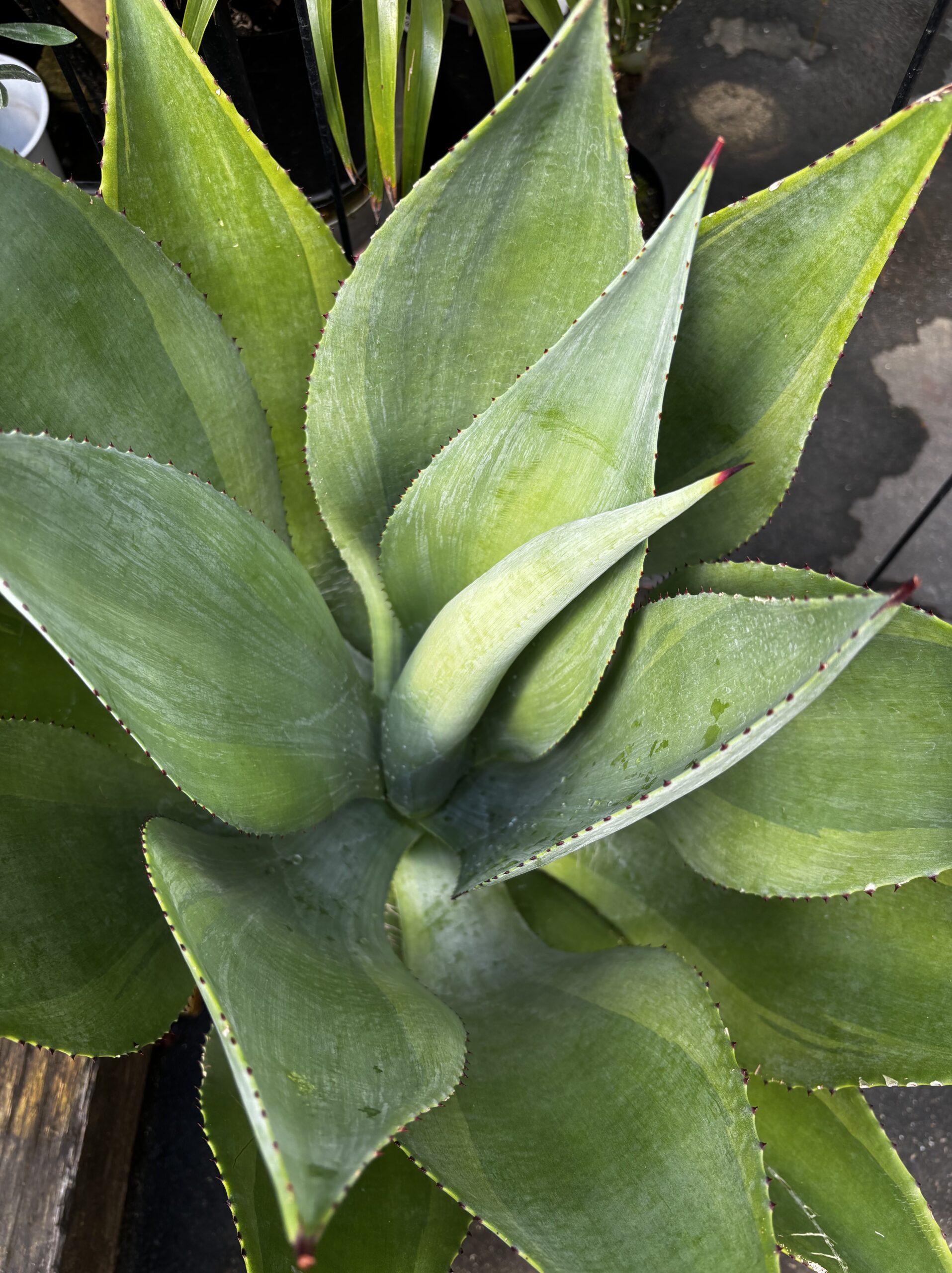 アガベ・ボッテリ 尺鉢 - 画像 (5)