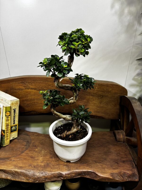 ガジュマル(幸福の木) S字 7号 | Plants Shop Big Smile 通販