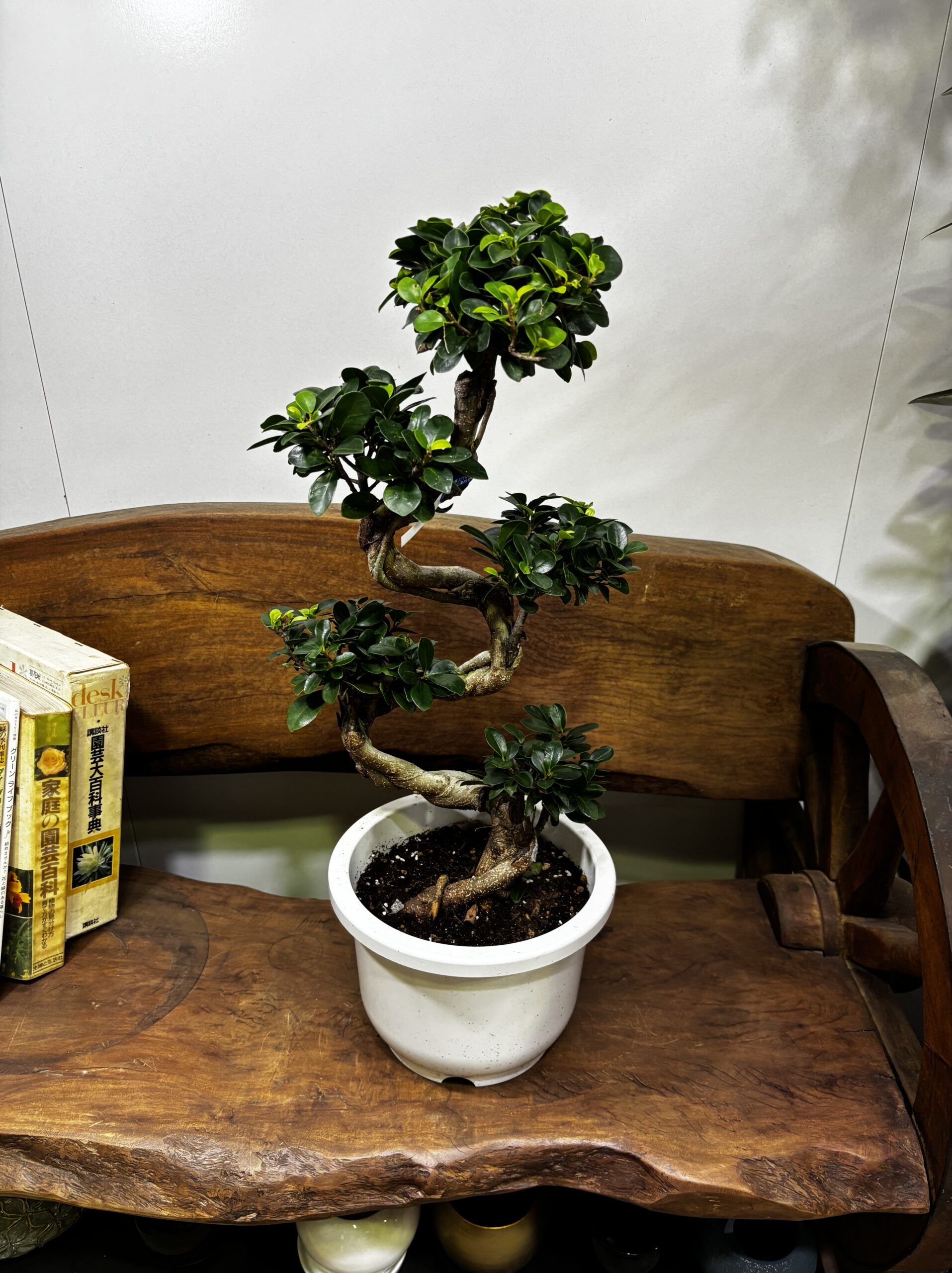 ガジュマル(幸福の木) S字 7号 - 画像 (3)