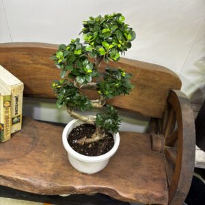 ガジュマル(幸福の木) S字 7号 | Plants Shop Big Smile 通販