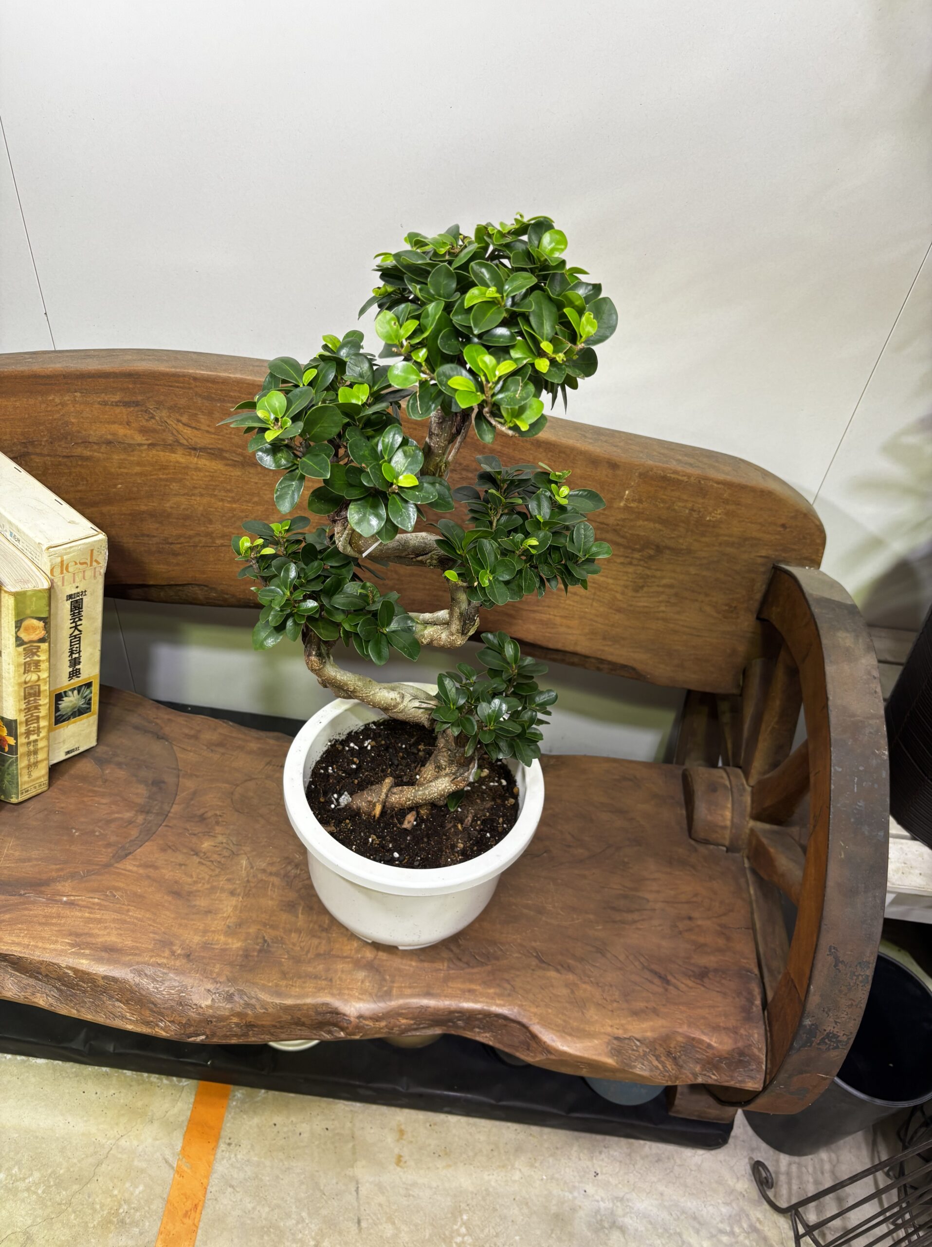 ガジュマル(幸福の木) S字 7号 - 画像 (2)