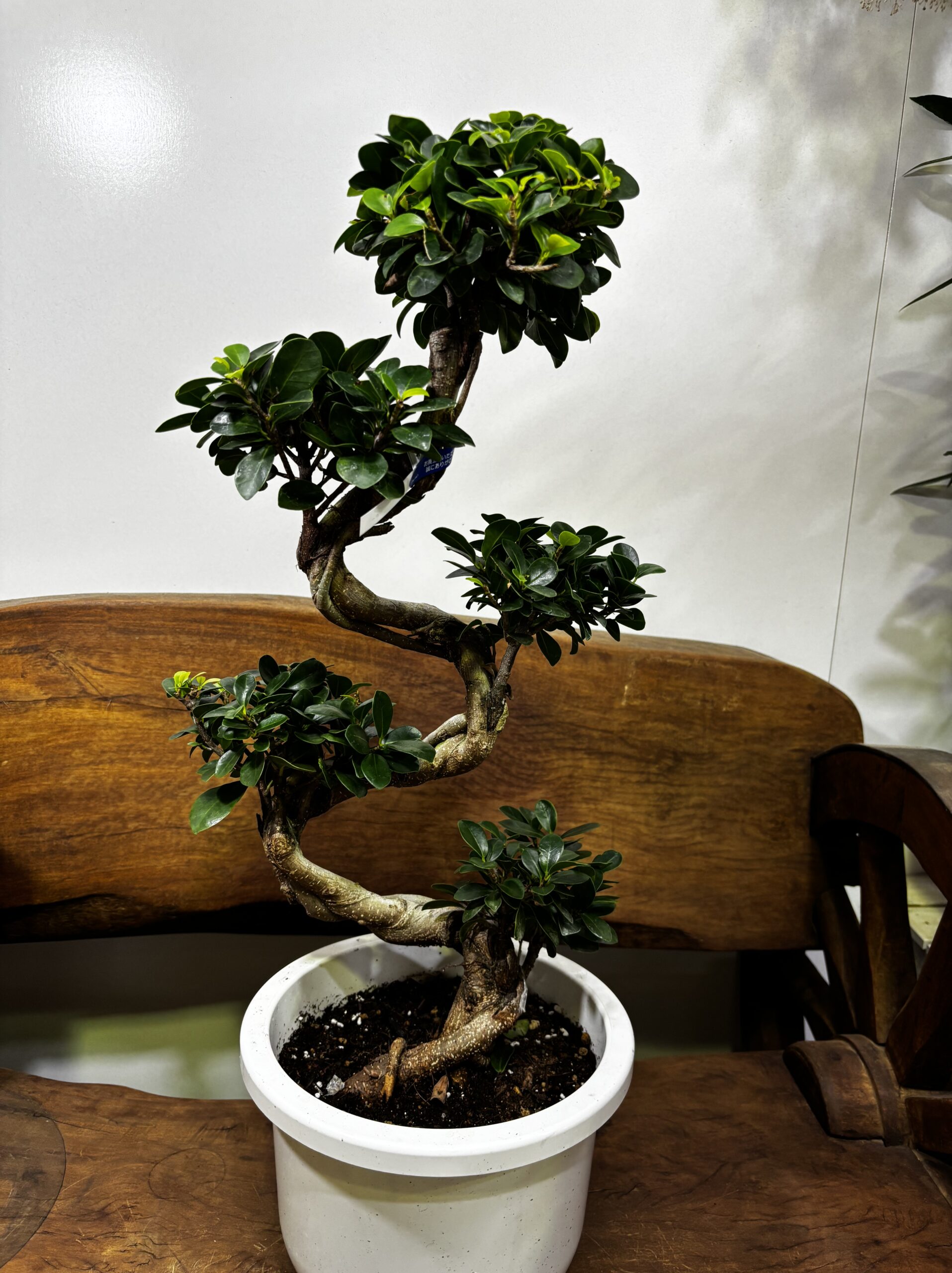 ガジュマル(幸福の木) S字 7号