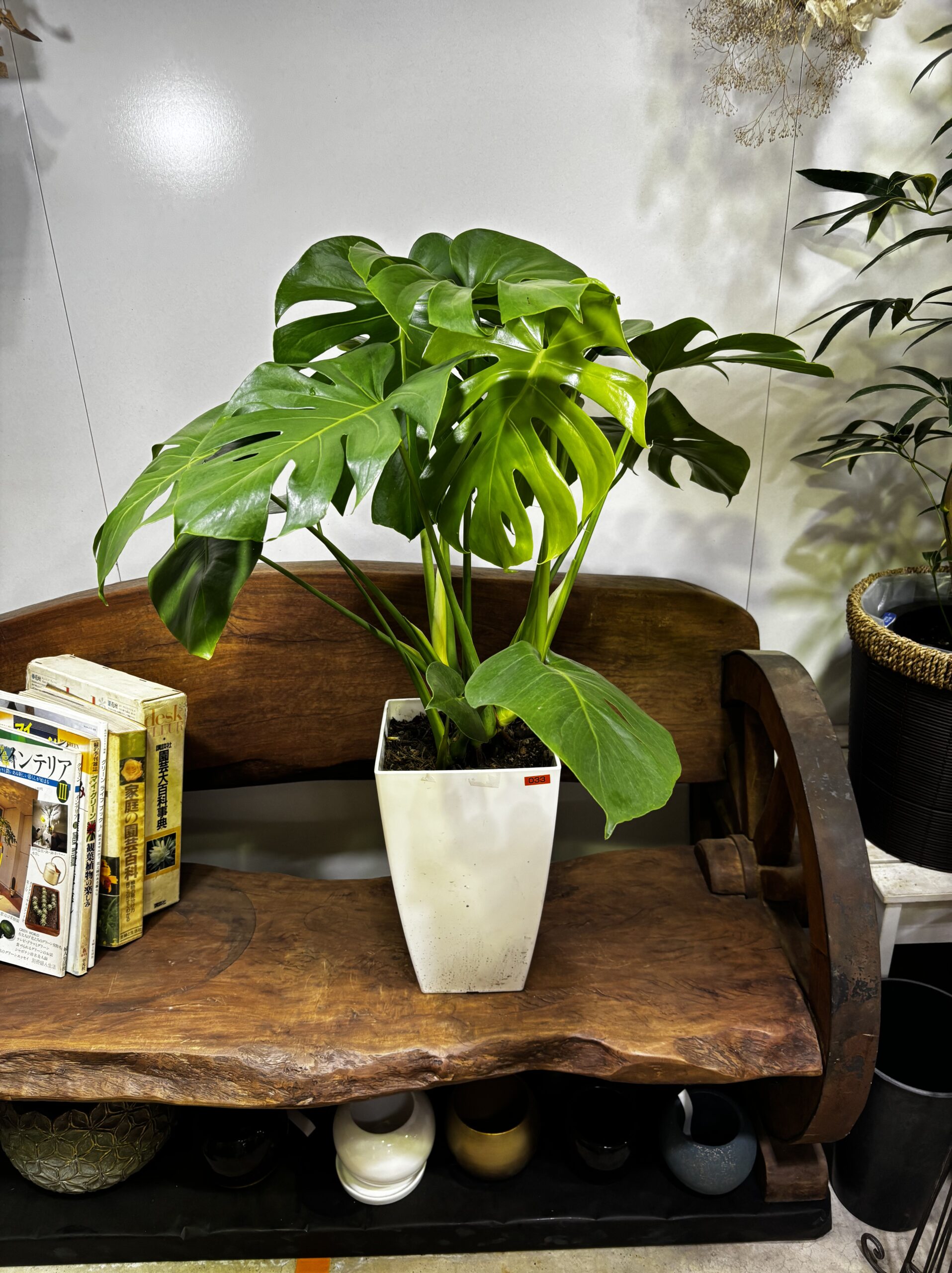 モンステラ プラ鉢 8号