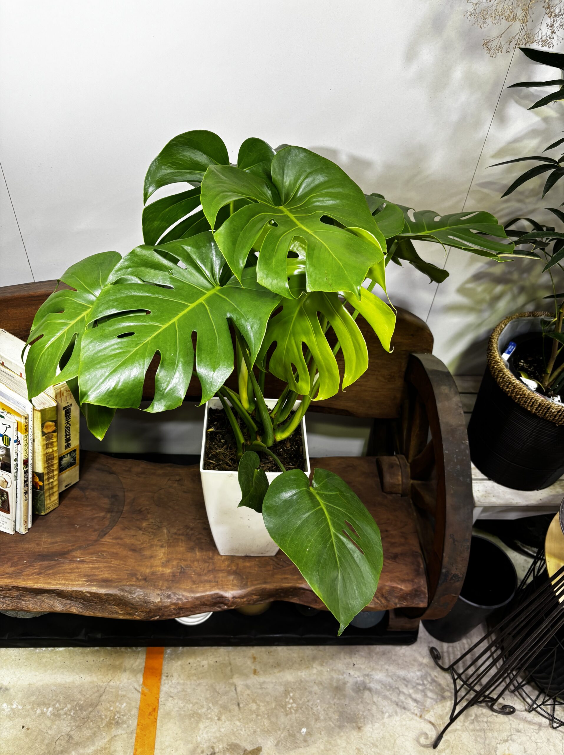 モンステラ　プラ鉢　8号 - 画像 (2)