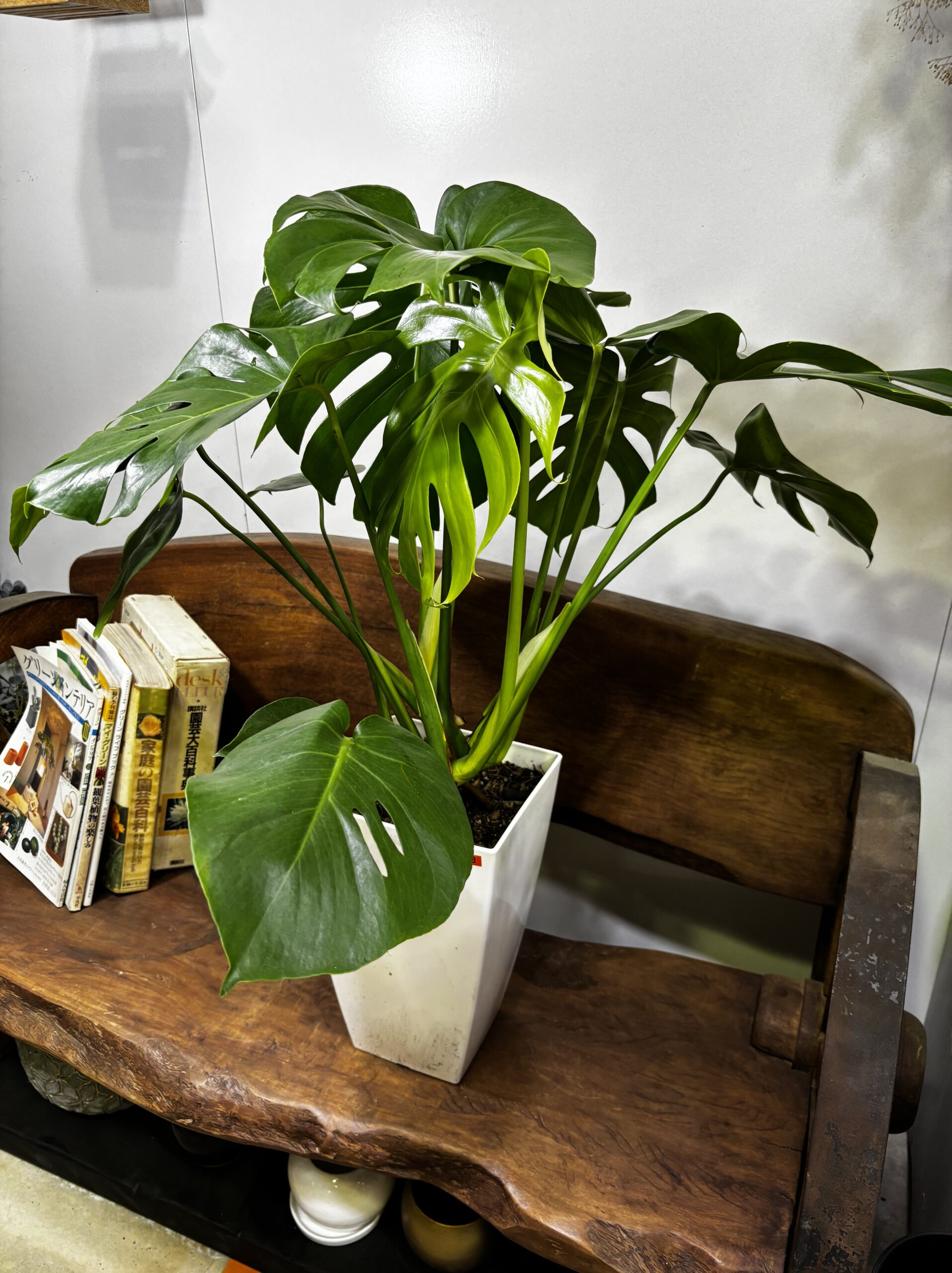 モンステラ　プラ鉢　8号 - 画像 (3)