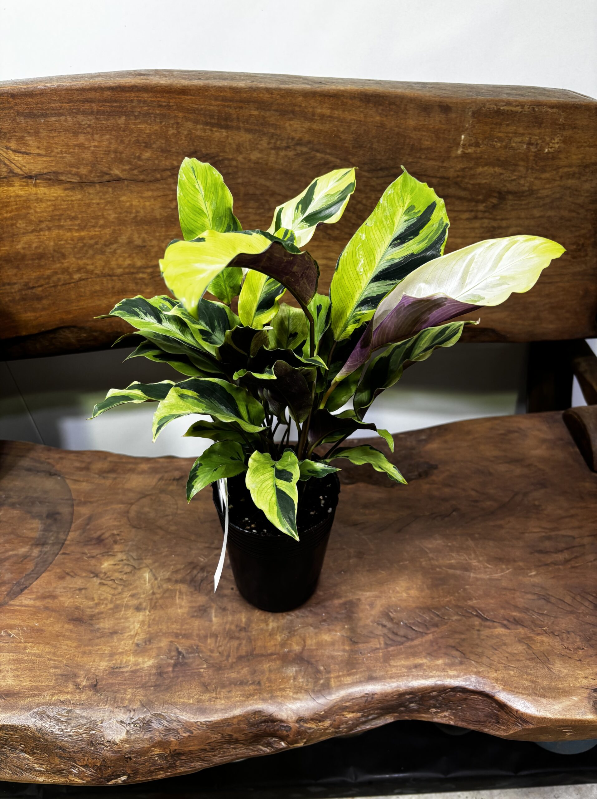 カラテア・タイビューティー 3.5号