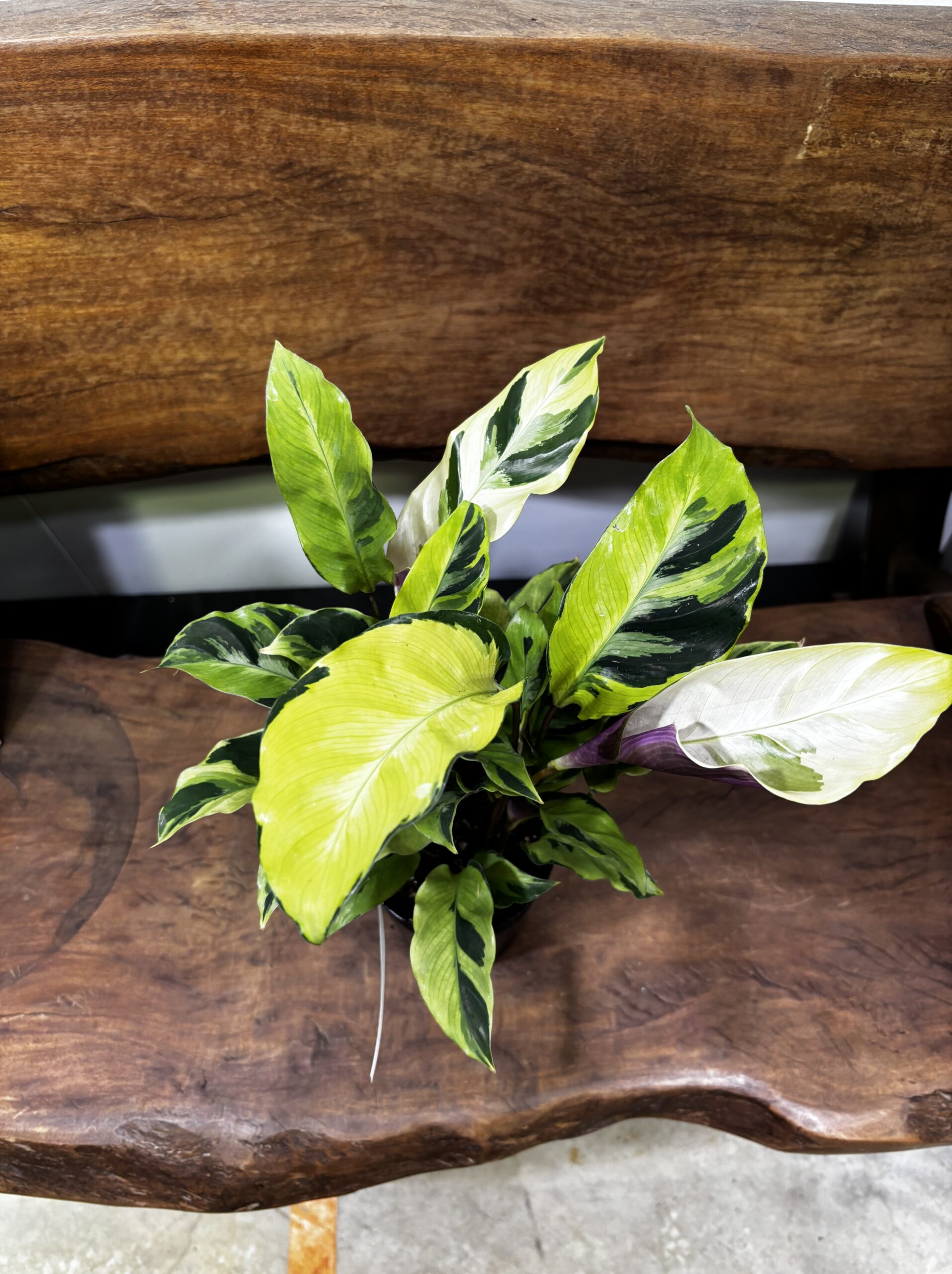 カラテア・タイビューティー 3.5号 - 画像 (2)