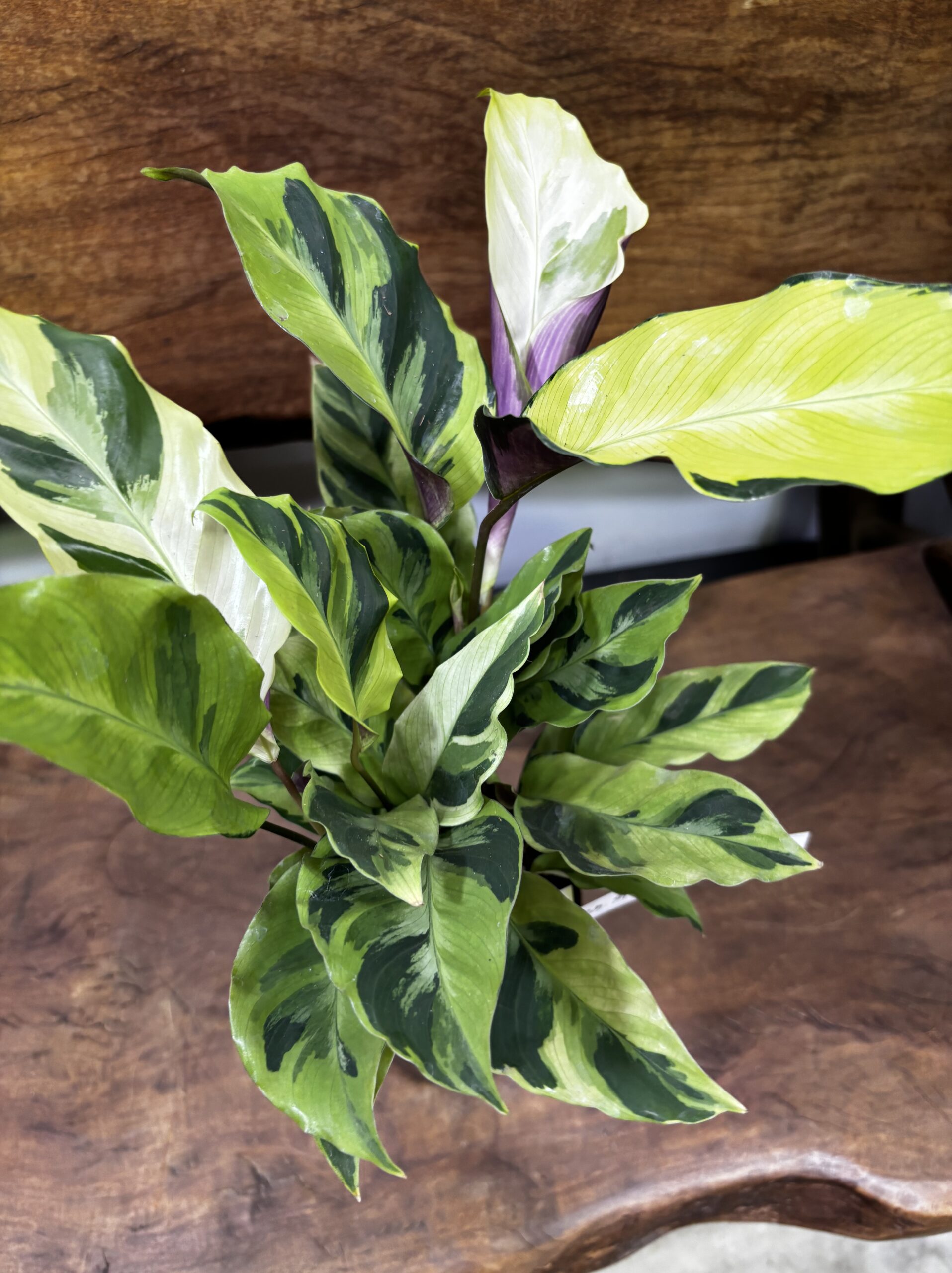 カラテア・タイビューティー 3.5号 - 画像 (3)