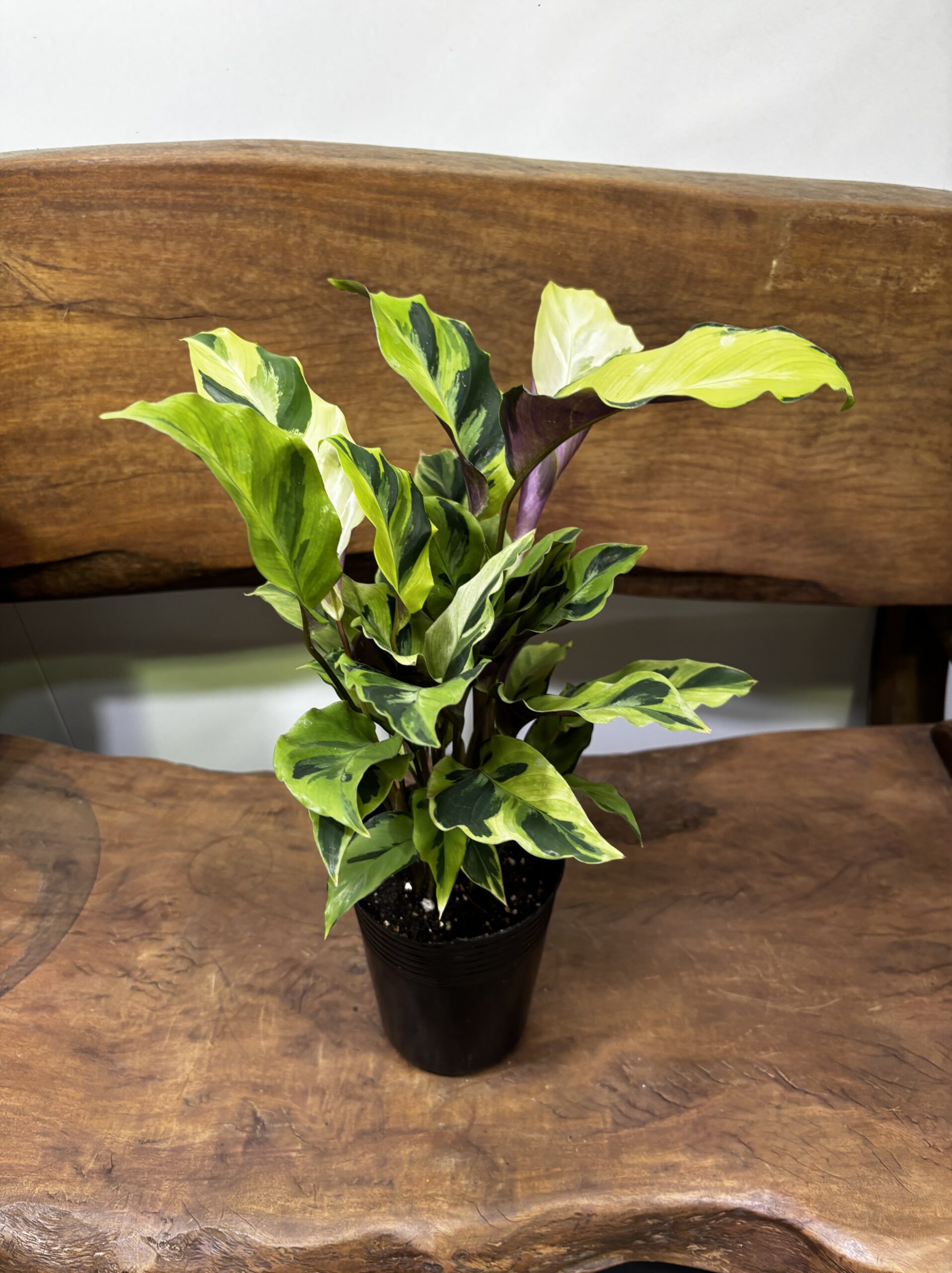 カラテア・タイビューティー 3.5号 - 画像 (4)