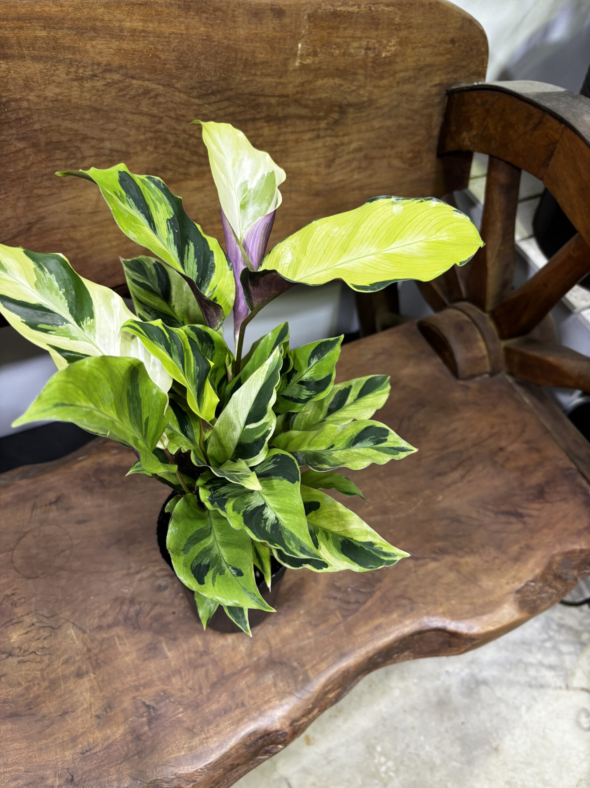 カラテア・タイビューティー 3.5号 - 画像 (5)