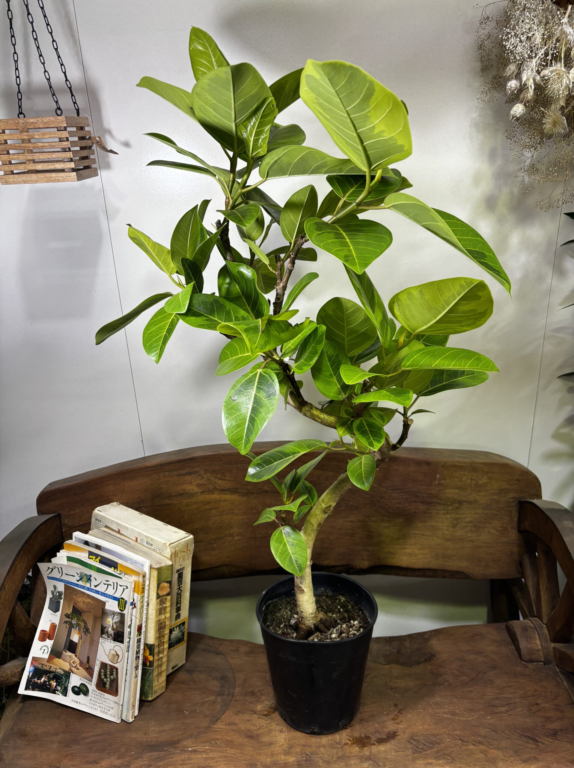 フィカス・アルテシーマ 曲がり