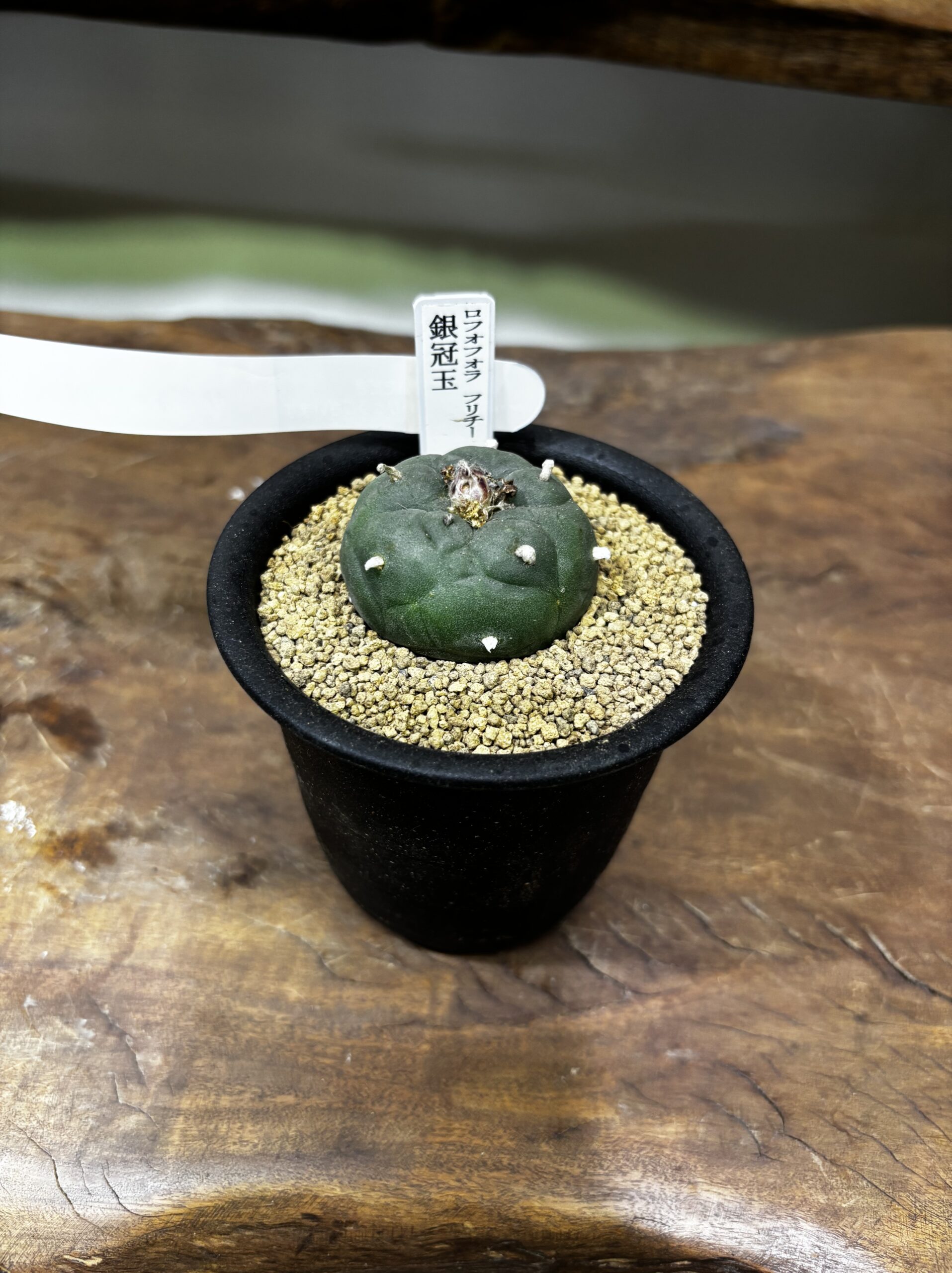 ロフォフォラ　MIX　3号 - 画像 (2)