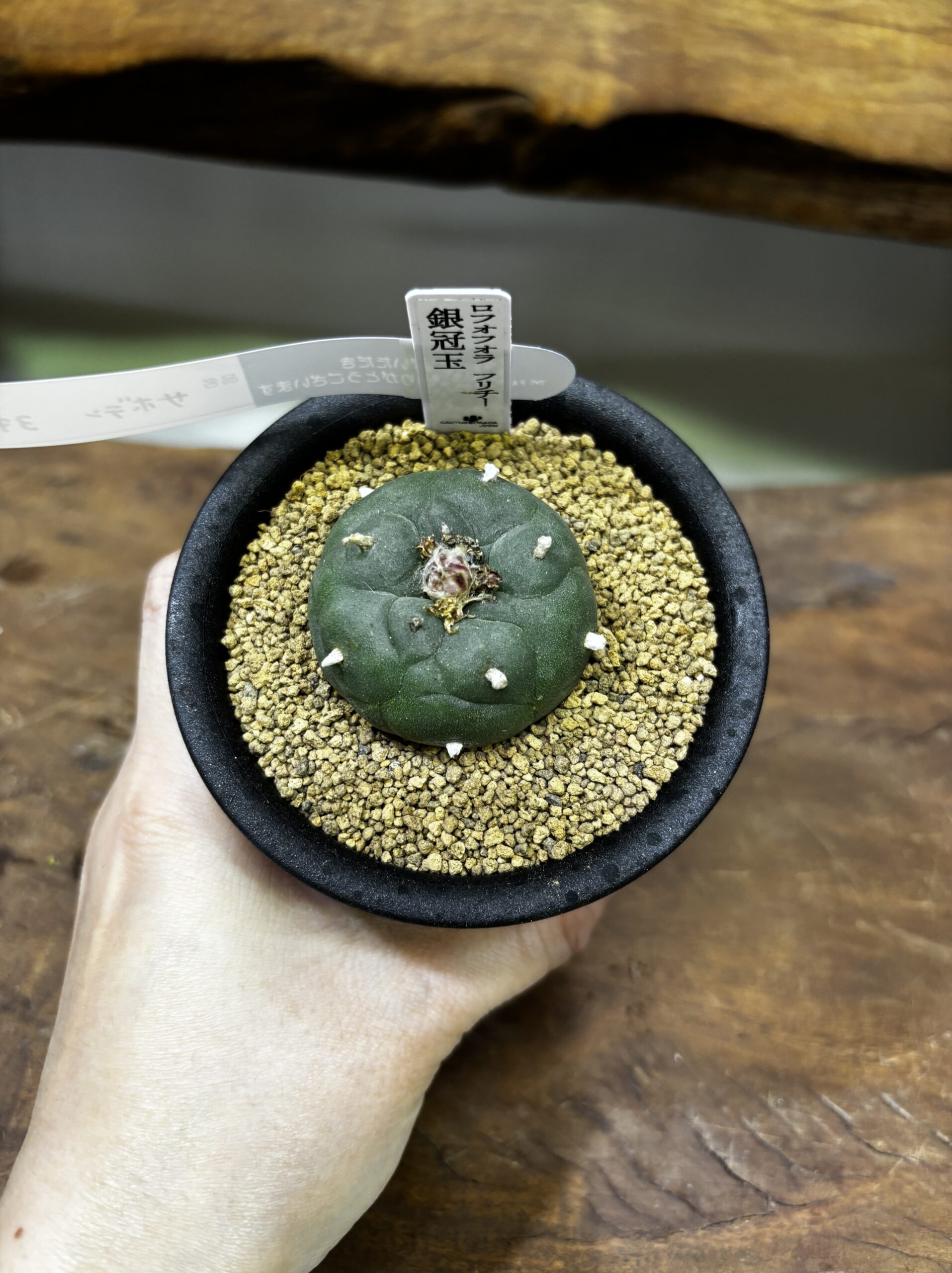 ロフォフォラ　MIX　3号 - 画像 (3)